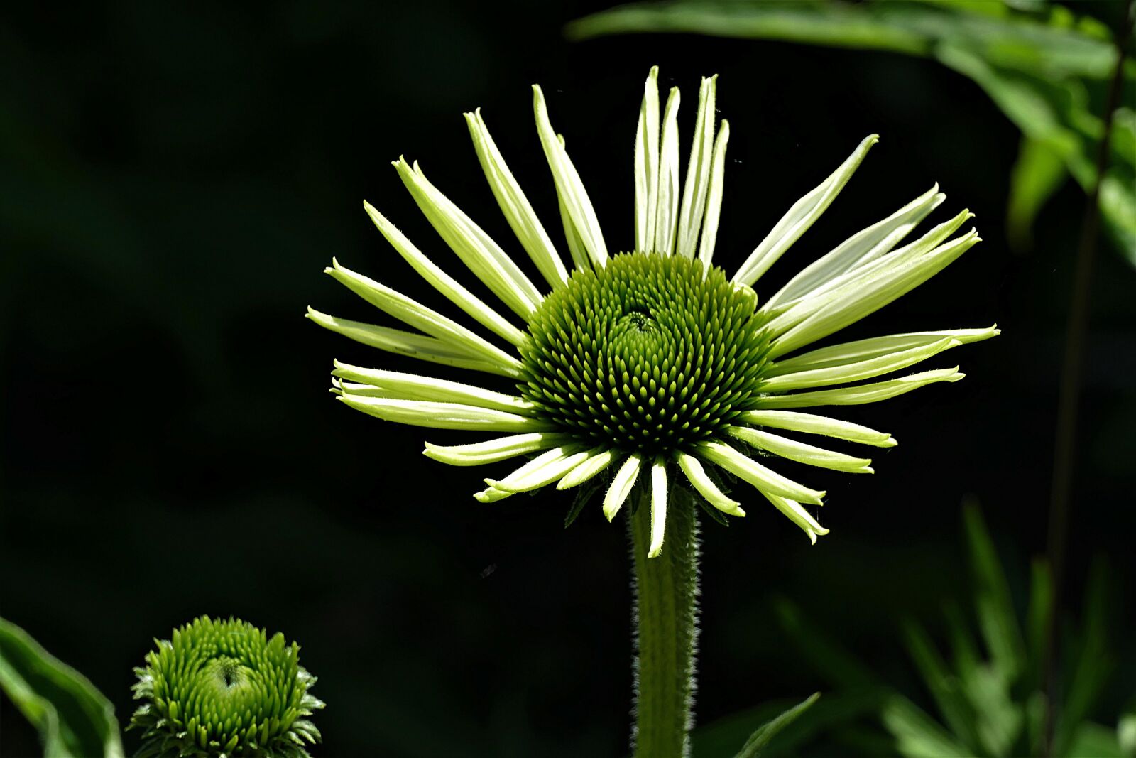 Panasonic Lumix DMC-FZ1000 sample photo. Coneflower, flower, blossom photography