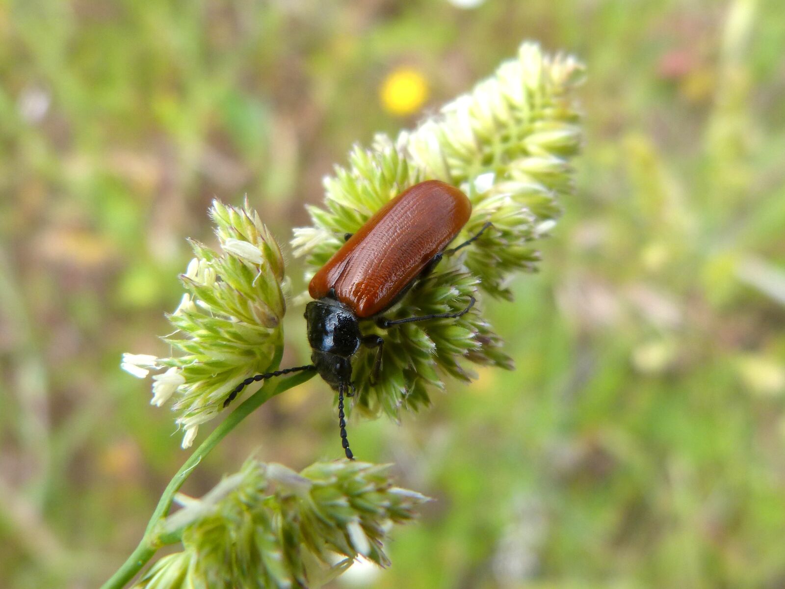 Panasonic DMC-FZ62 sample photo. Orange beetle, lepidopteran, insect photography