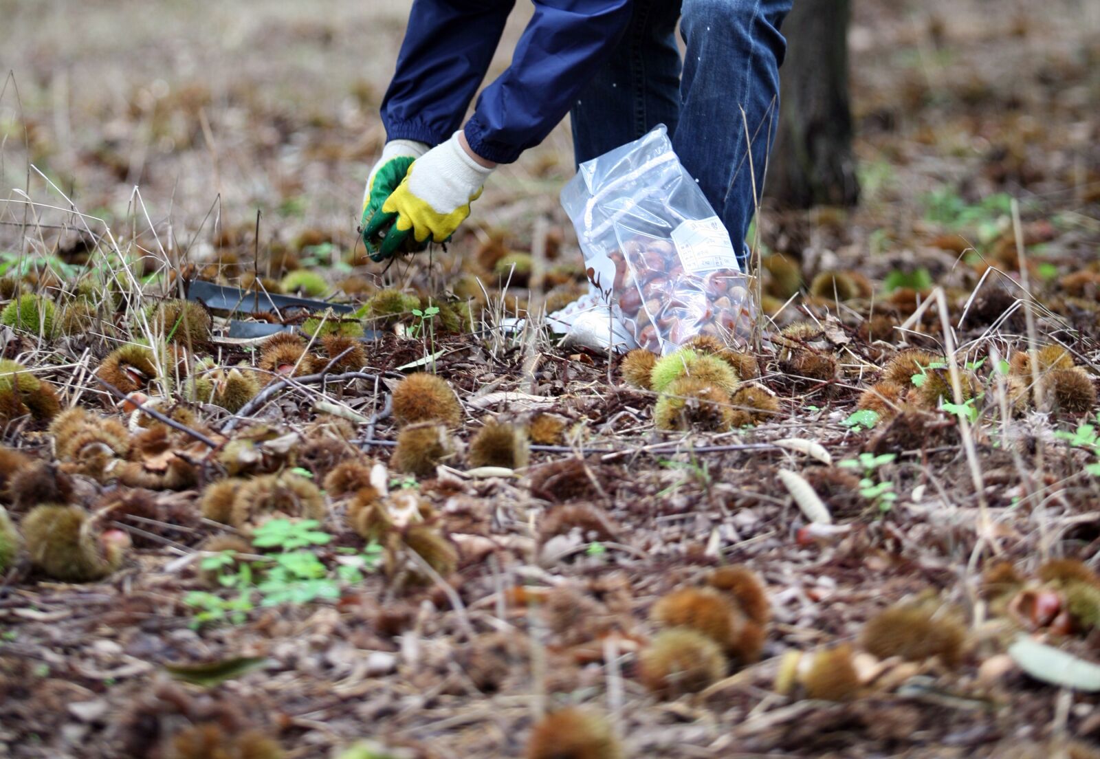 Canon EOS 5D sample photo. Night, chestnut, autumn photography