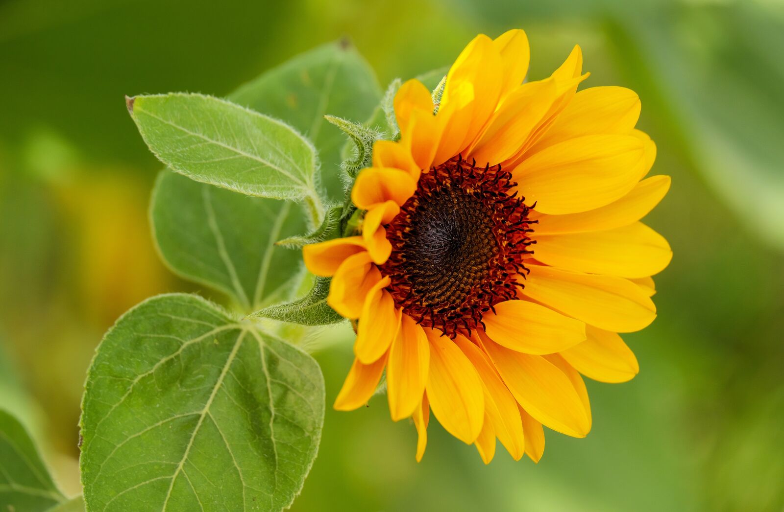 Fujifilm X-T10 + Fujifilm XC 50-230mm F4.5-6.7 OIS sample photo. Sunflower, flower, blossom photography