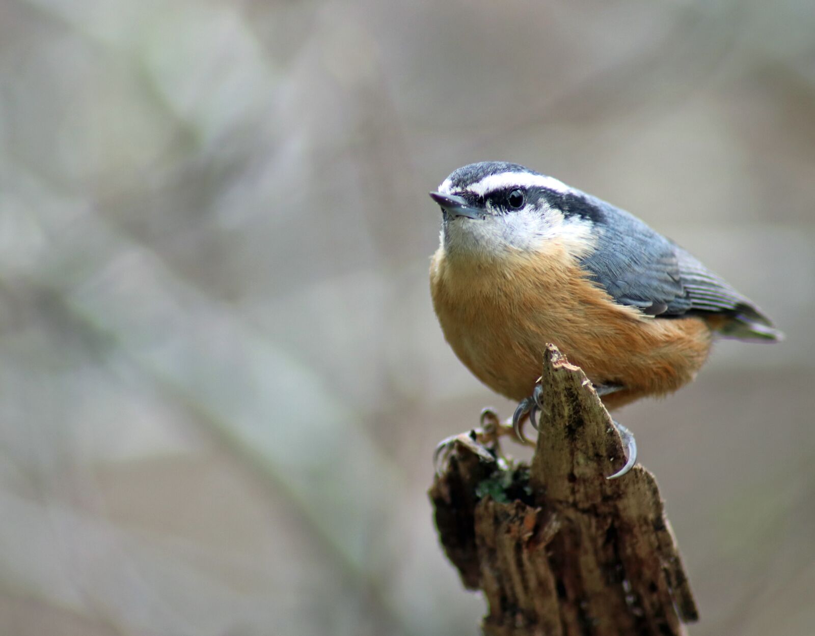 Canon EOS 80D sample photo. Wildlife, bird, nature photography
