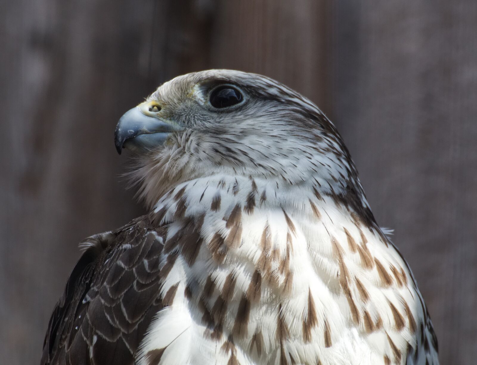 Canon EOS 1300D (EOS Rebel T6 / EOS Kiss X80) sample photo. Bird, falcon, nature photography