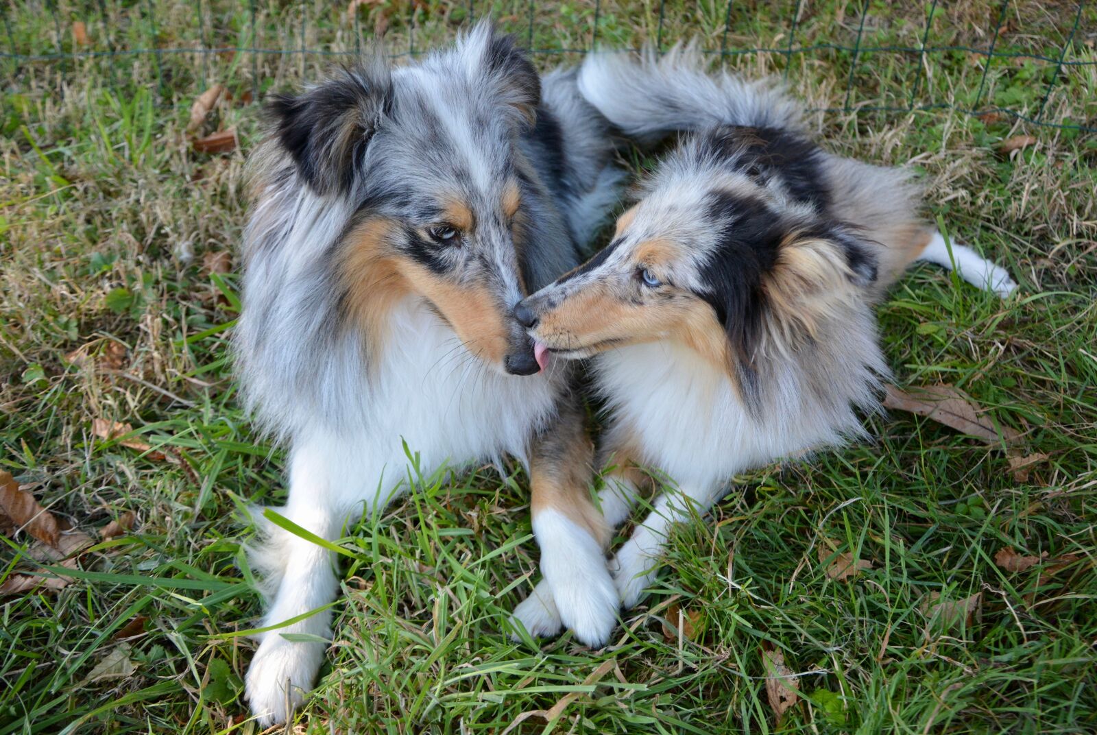 Nikon D5200 sample photo. Dog, bitch, dog bounty photography