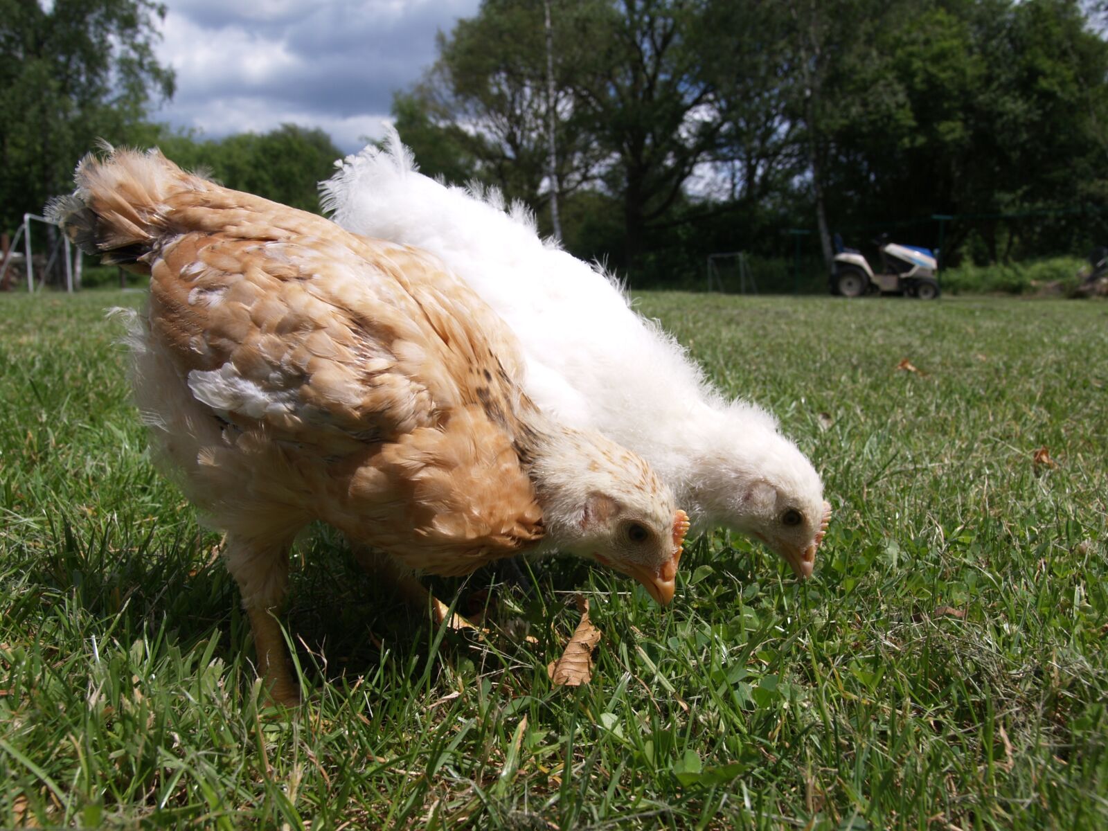 Olympus E-330 (EVOLT E-330) sample photo. Chickens, chick, grass photography