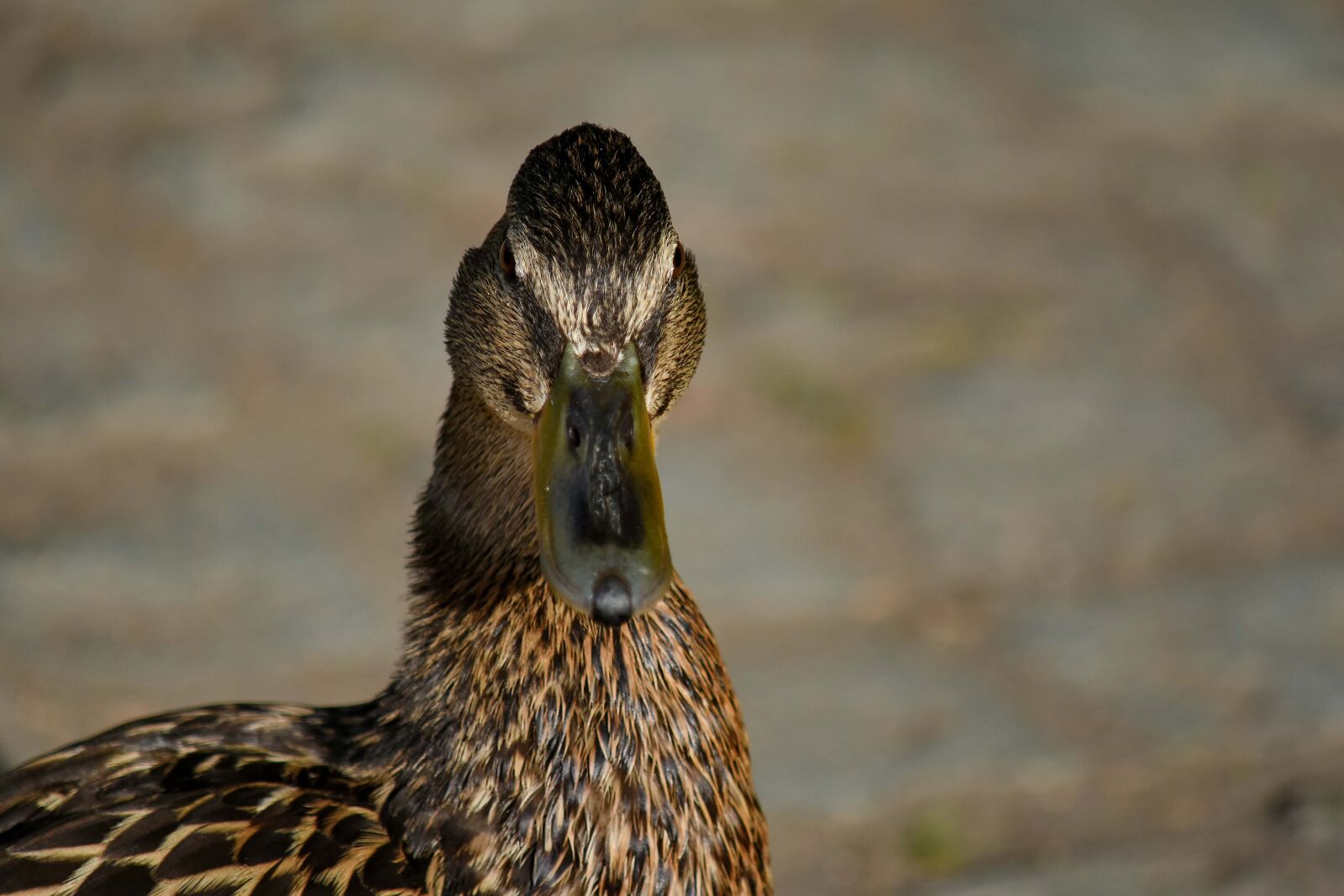 Nikon D5500 sample photo. Ducks, side view, wildlife photography