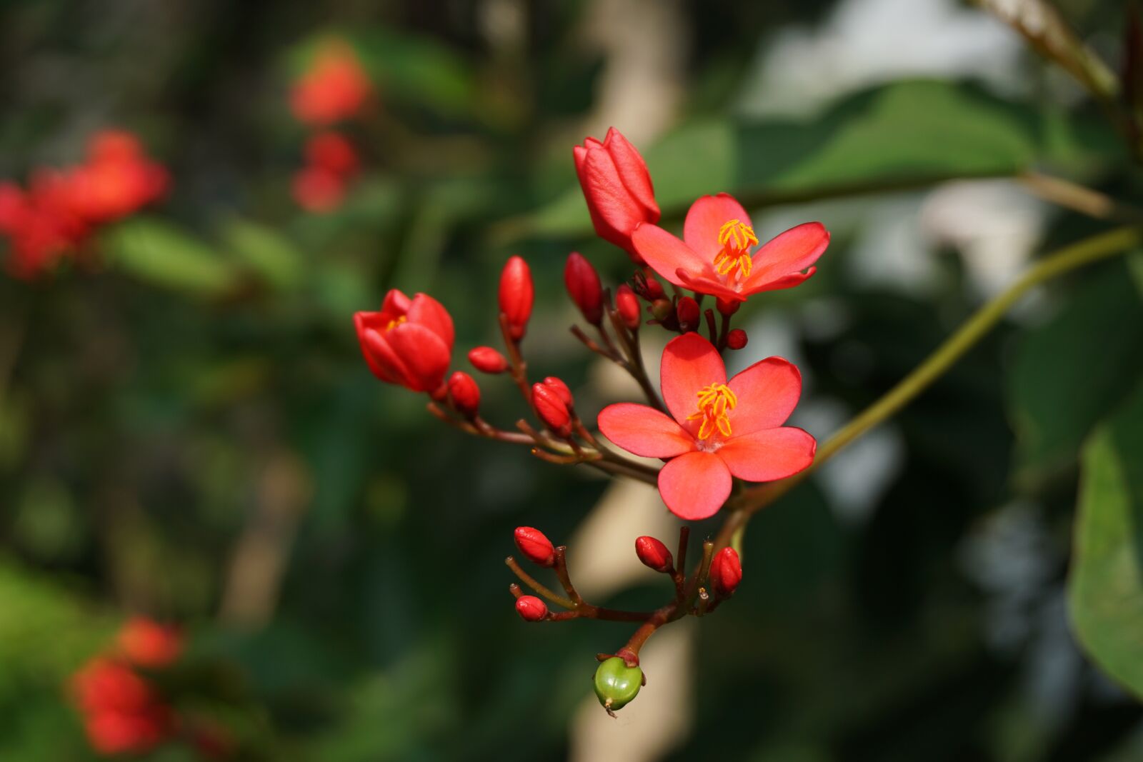 Sony a6000 sample photo. Begonia flower, park, bloom photography