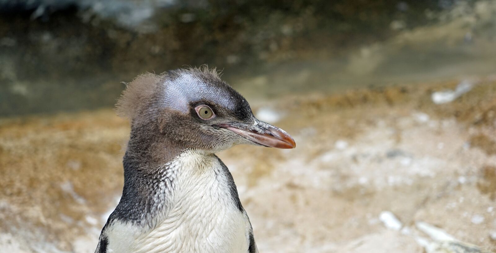 Sony a7 + Sony FE 24-240mm F3.5-6.3 OSS sample photo. Yellow eye penguin, young photography
