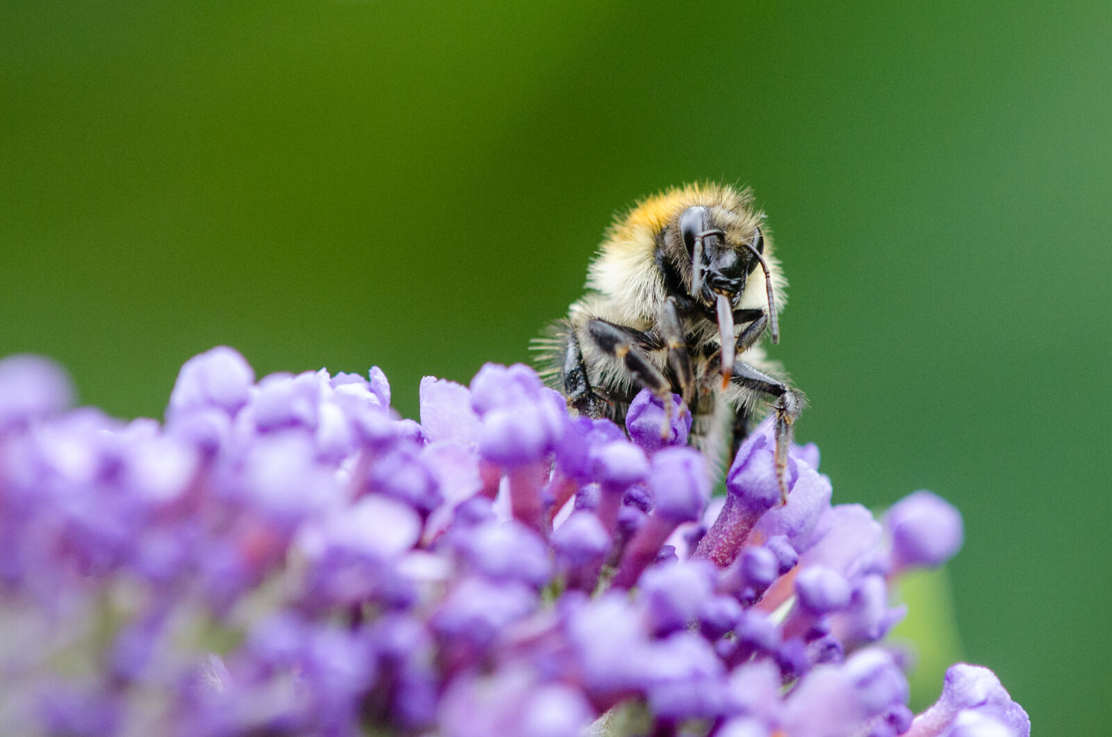 Nikon D7000 + Sigma APO Tele Macro 300mm F4 sample photo