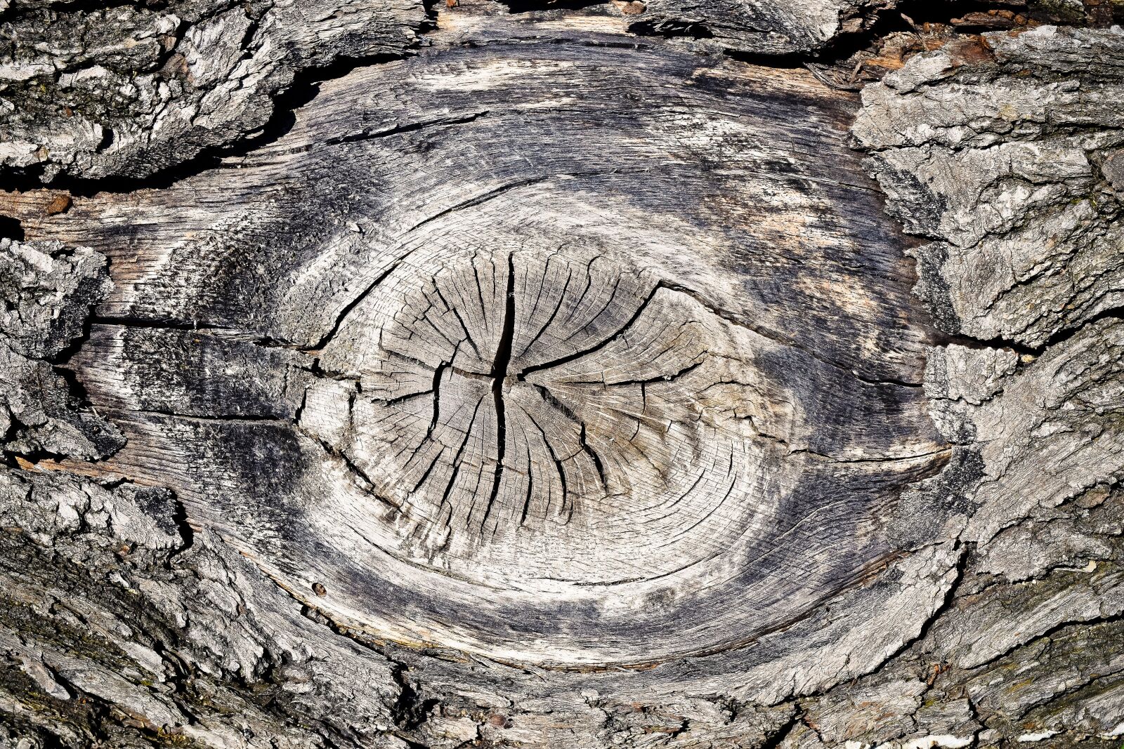 Nikon D3300 sample photo. Wood, tree, nature photography