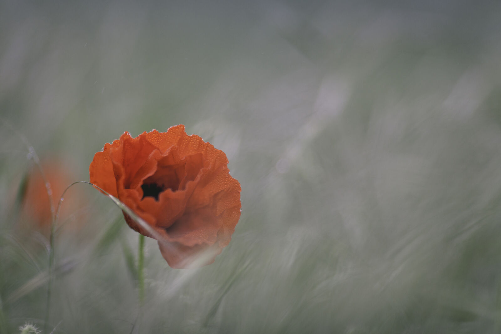 Canon EF 135mm F2L USM sample photo