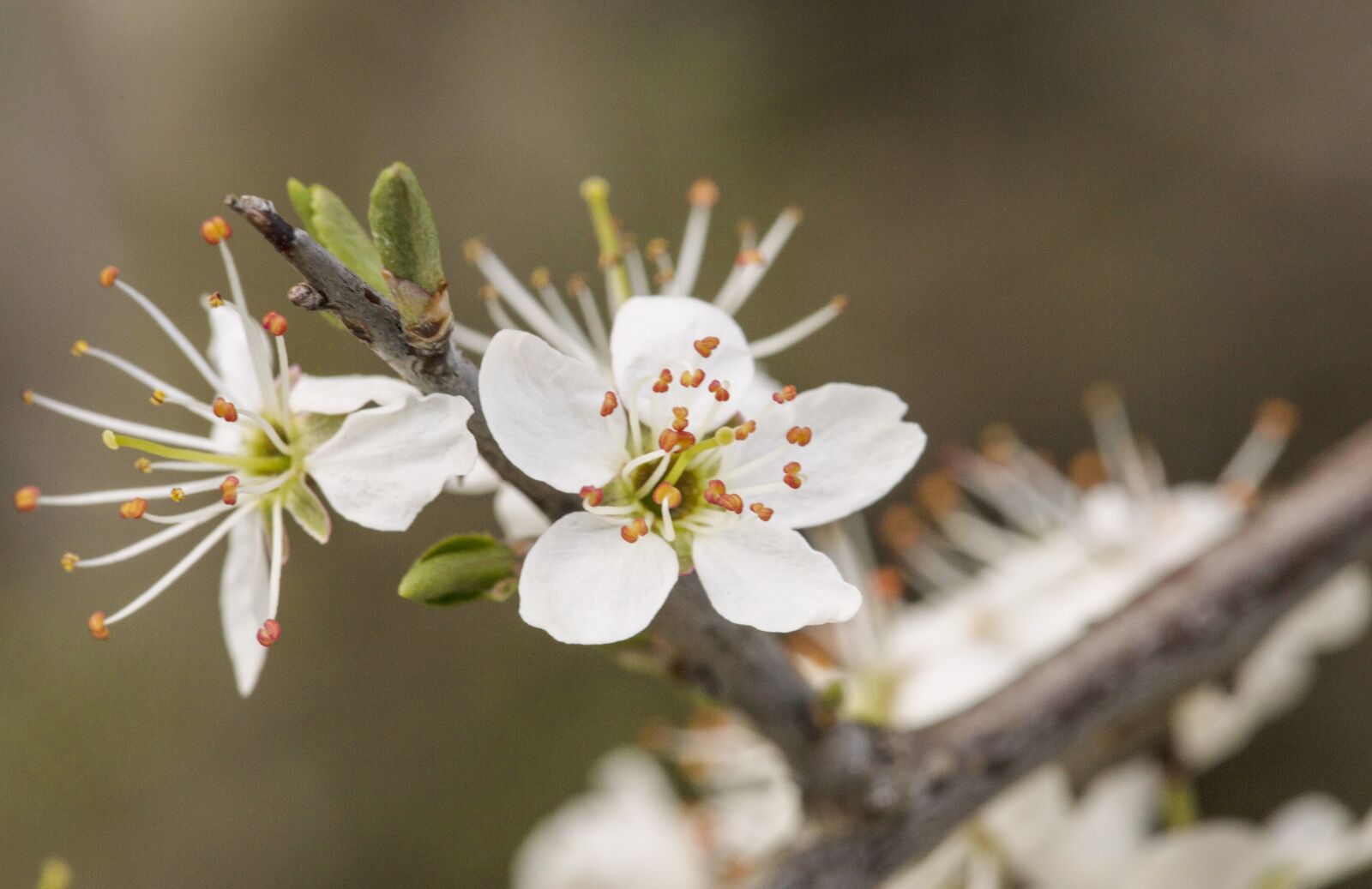 Canon EF 100mm F2.8L Macro IS USM sample photo. Blossom, bloom, spring photography