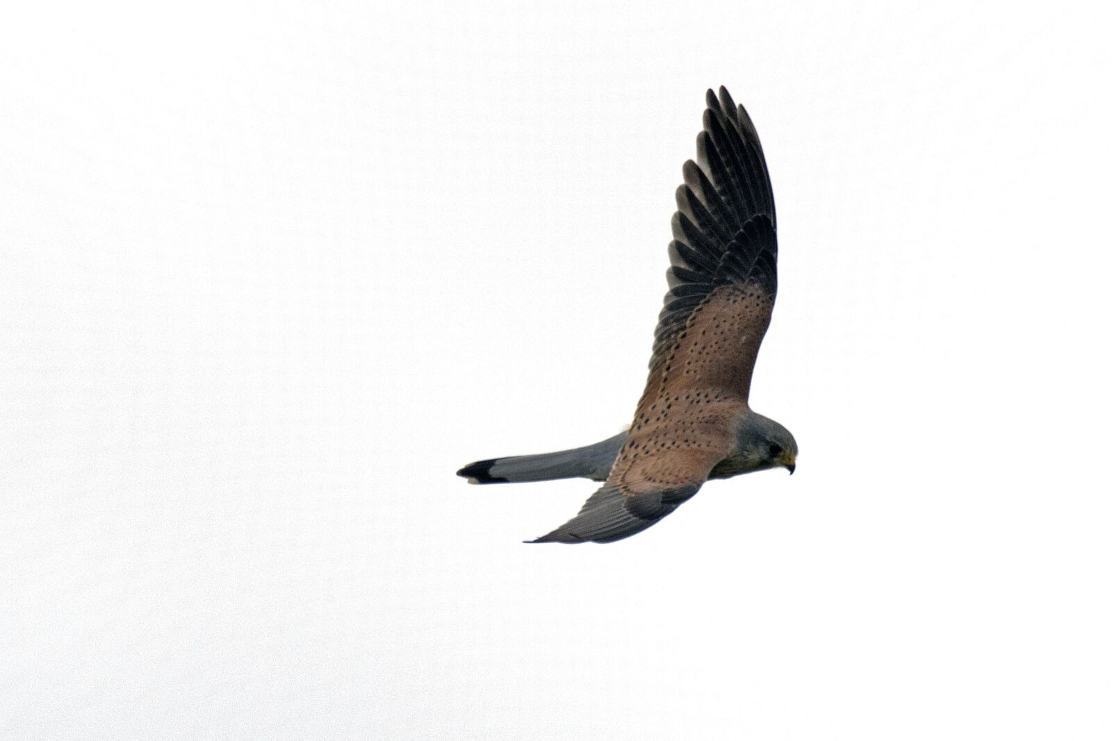 Nikon D500 sample photo. Kestrel, falcon, terzel photography