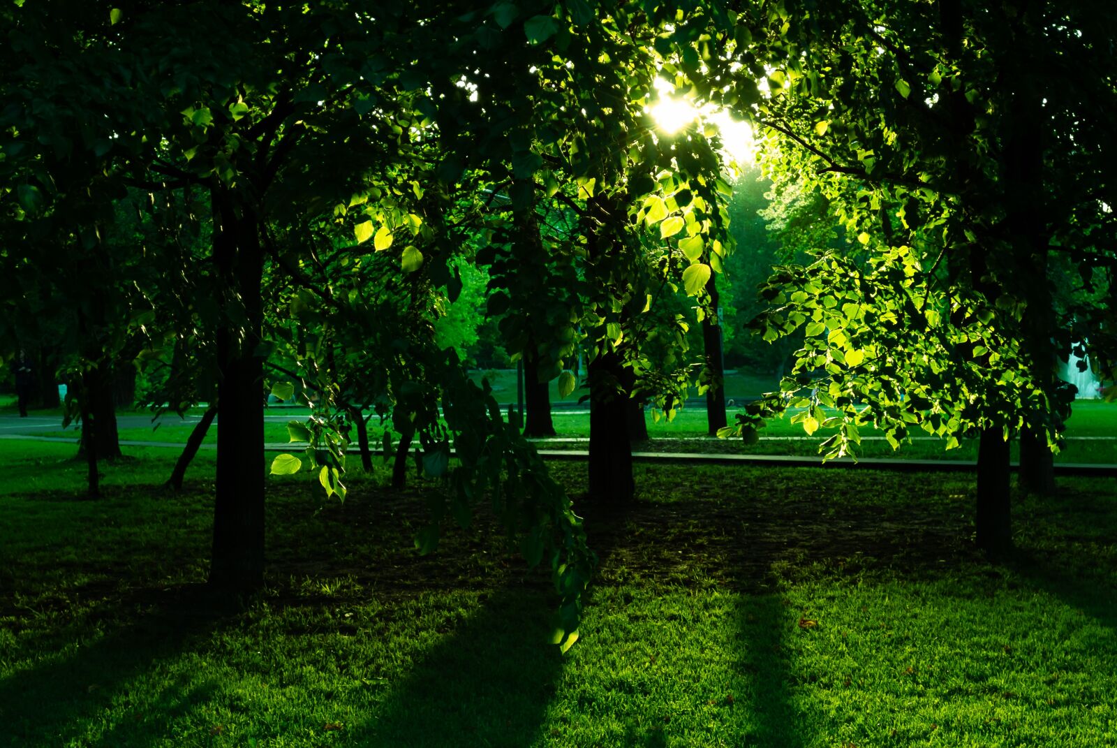 Nikon D3000 sample photo. Forest, greens, sun photography