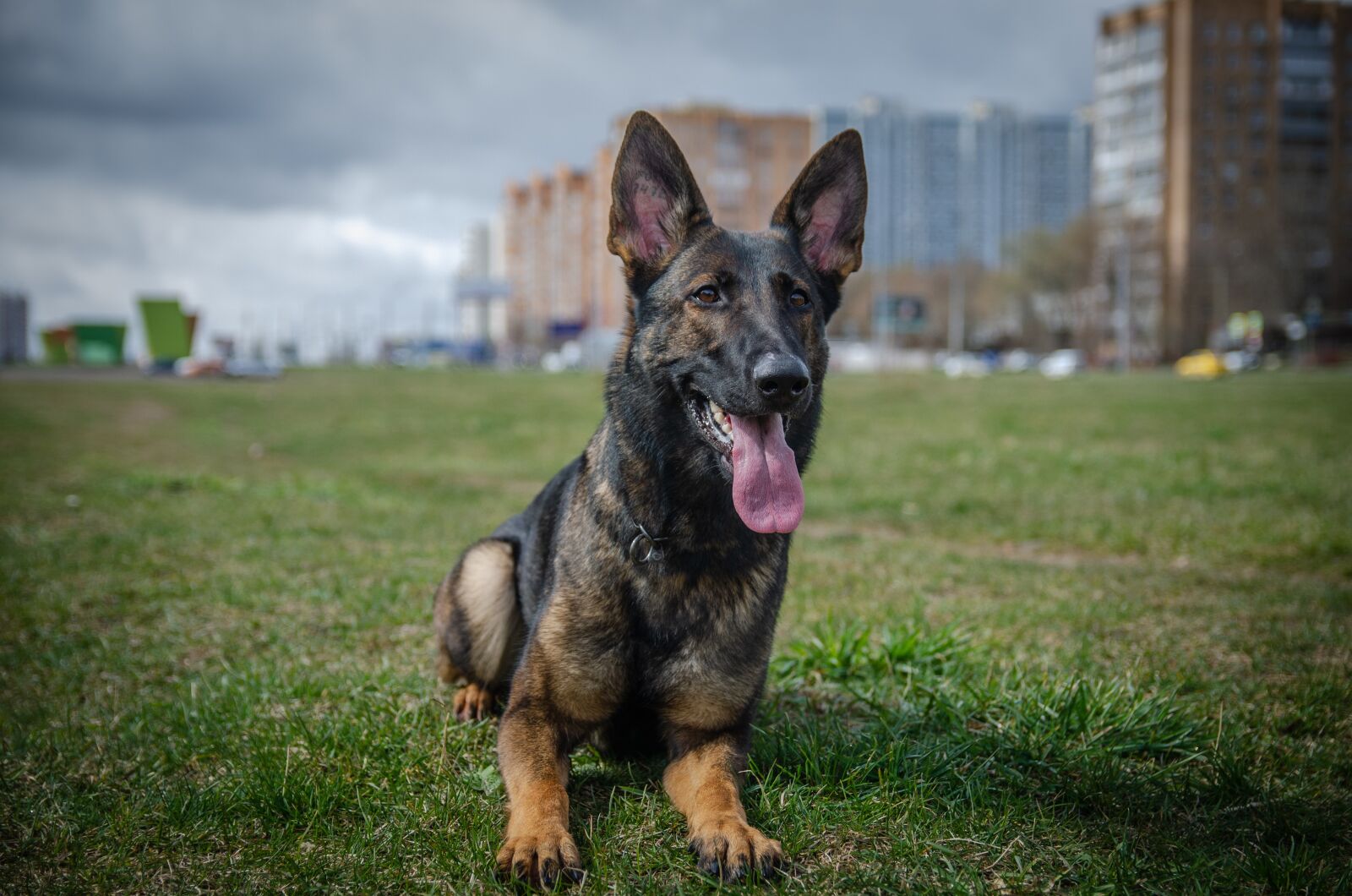 Nikon D5100 sample photo. Shepherd, remarkabke, dog photography