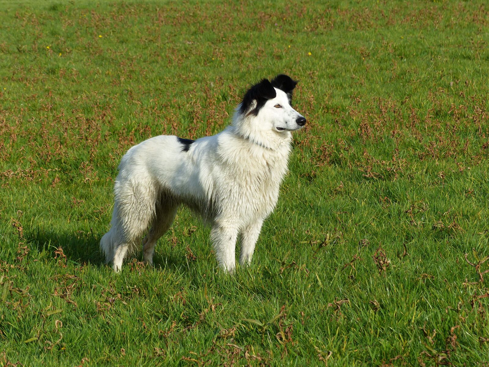 Panasonic Lumix DMC-FZ200 sample photo. Dog, animal, animals photography