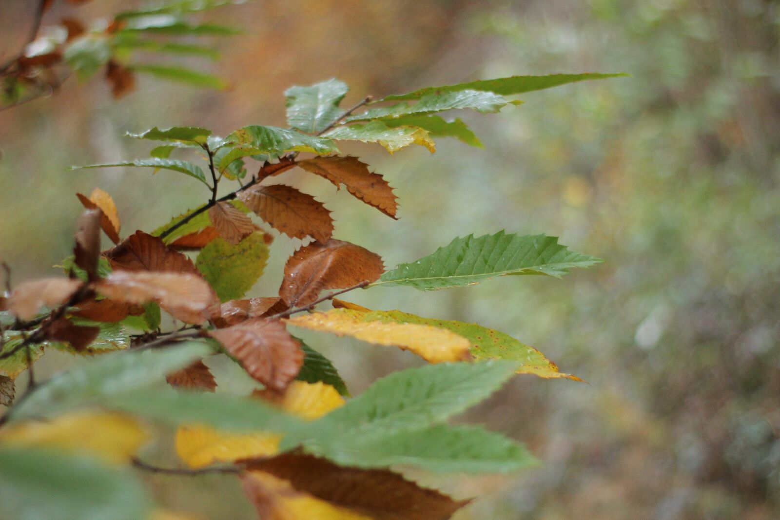 Canon EOS 1300D (EOS Rebel T6 / EOS Kiss X80) sample photo. Autumn tree, leaves, rain photography