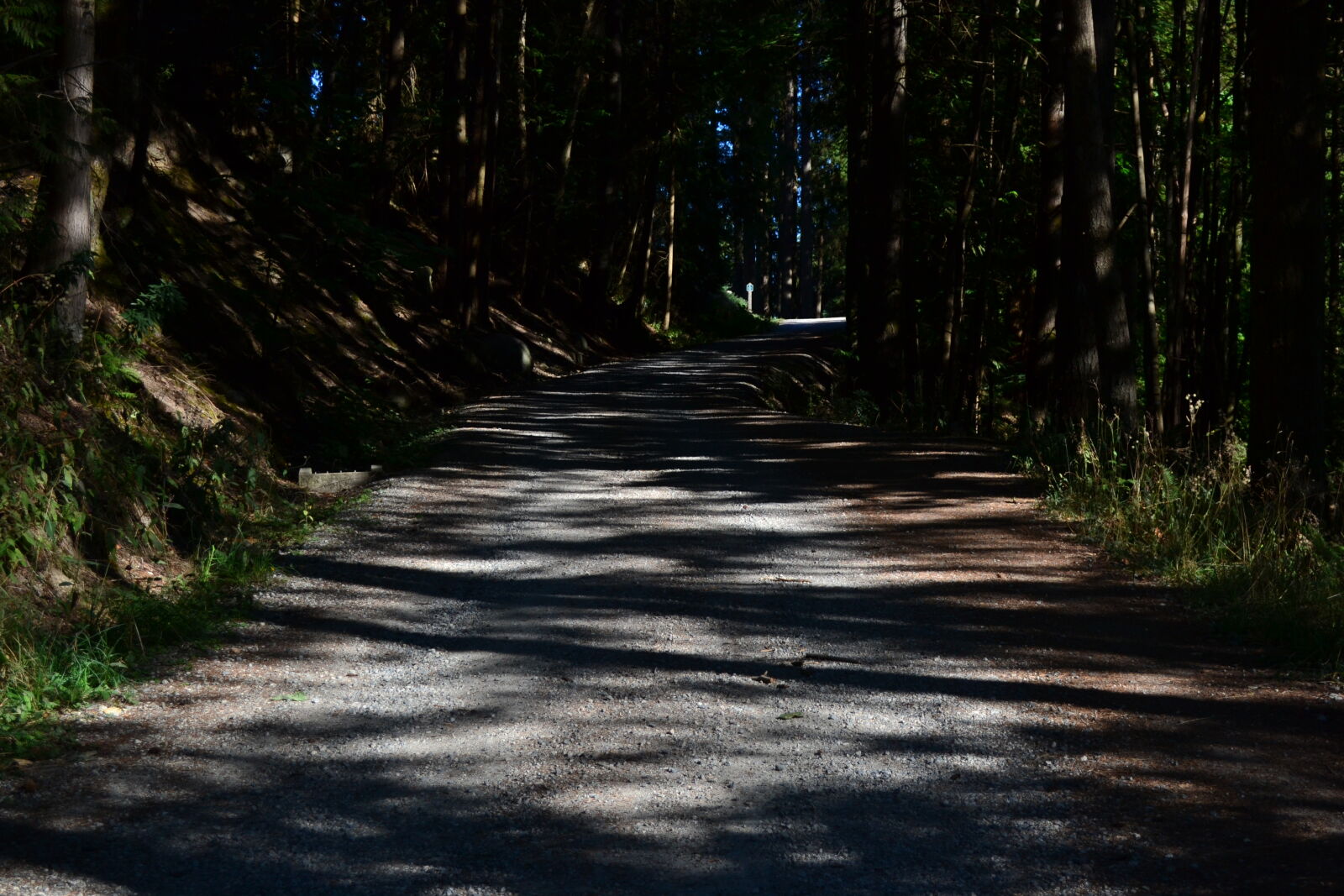 Nikon D3100 sample photo. Green, path, plants, road photography