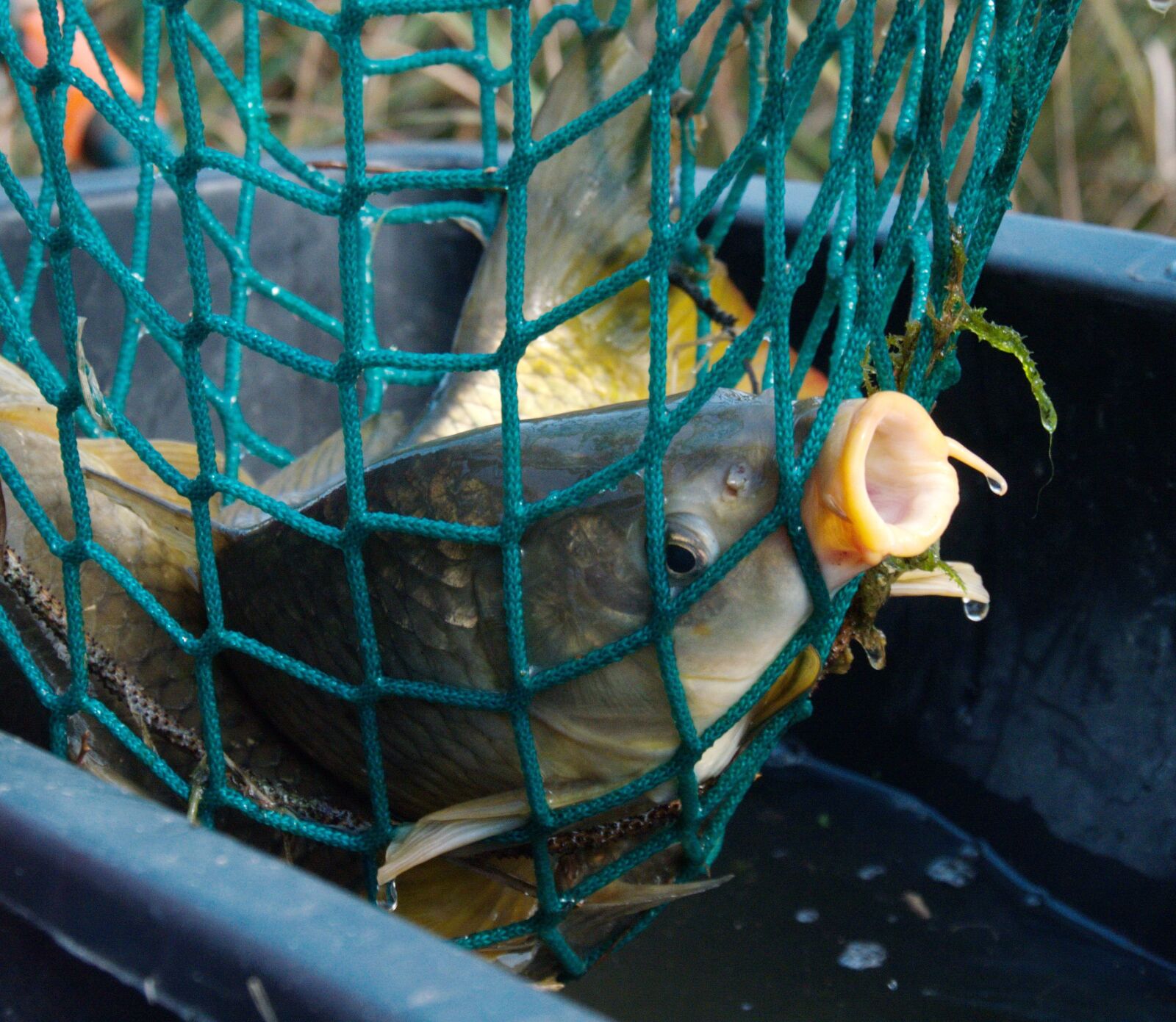Panasonic Lumix DMC-G6 sample photo. Carp, fish, fishing photography
