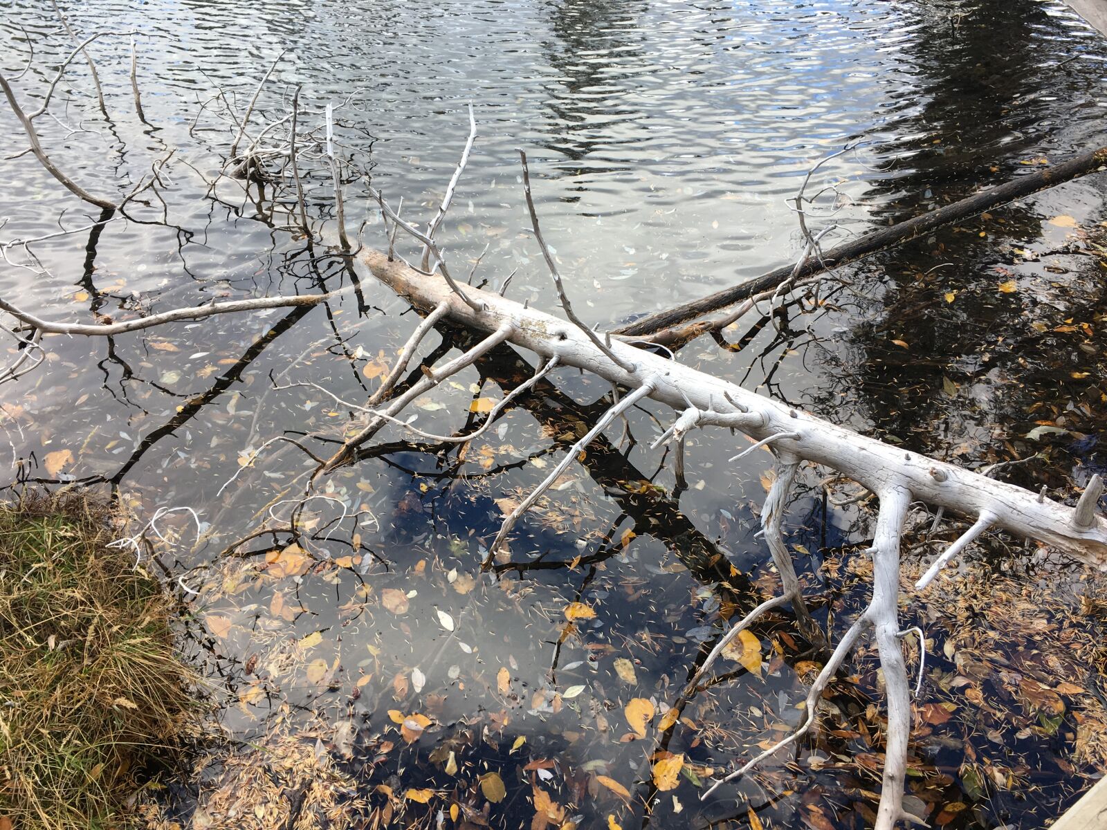 iPhone 6s back camera 4.15mm f/2.2 sample photo. Autumn, grassi, lake photography