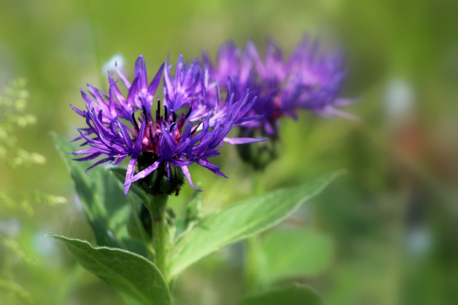 Canon EF75-300mm f/4-5.6 sample photo. Nature, summer, flower photography