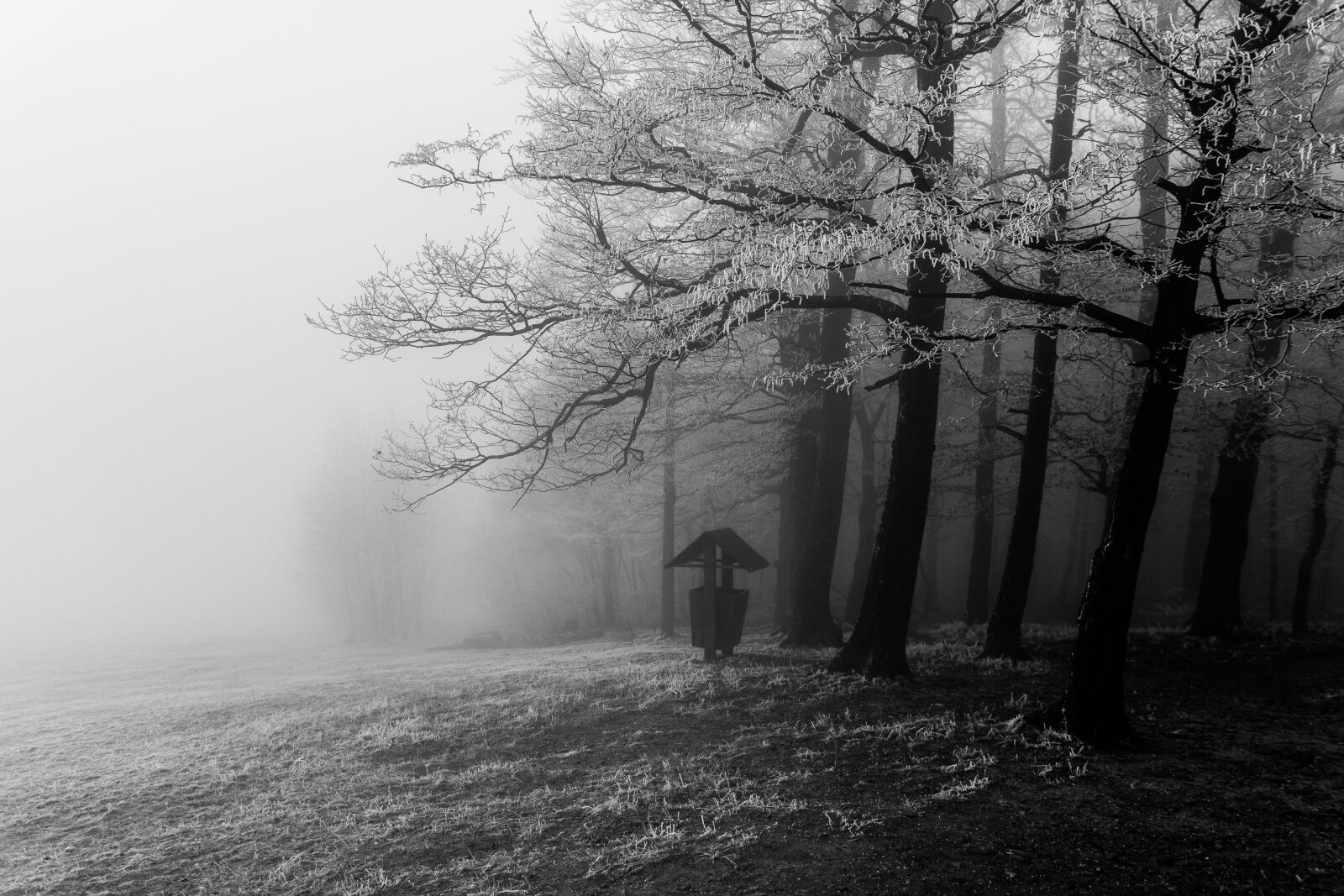 Canon EOS 70D sample photo. Black, and, white, forest photography