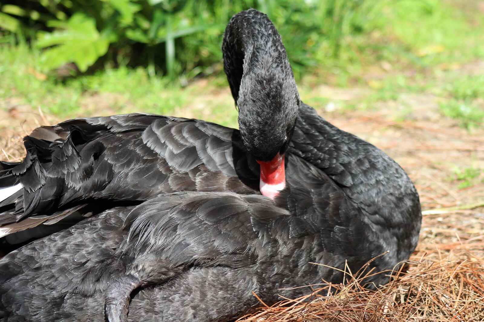 EF75-300mm f/4-5.6 sample photo. Black swan, swan, black photography