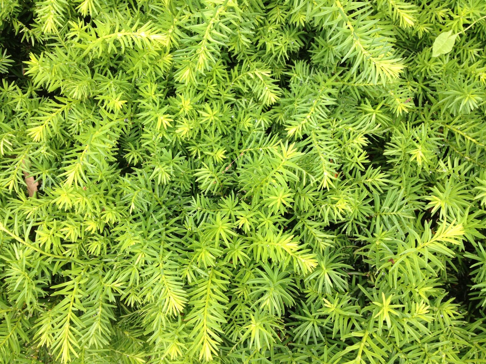 iPhone 4S back camera 4.28mm f/2.4 sample photo. Plant, green, leaves photography