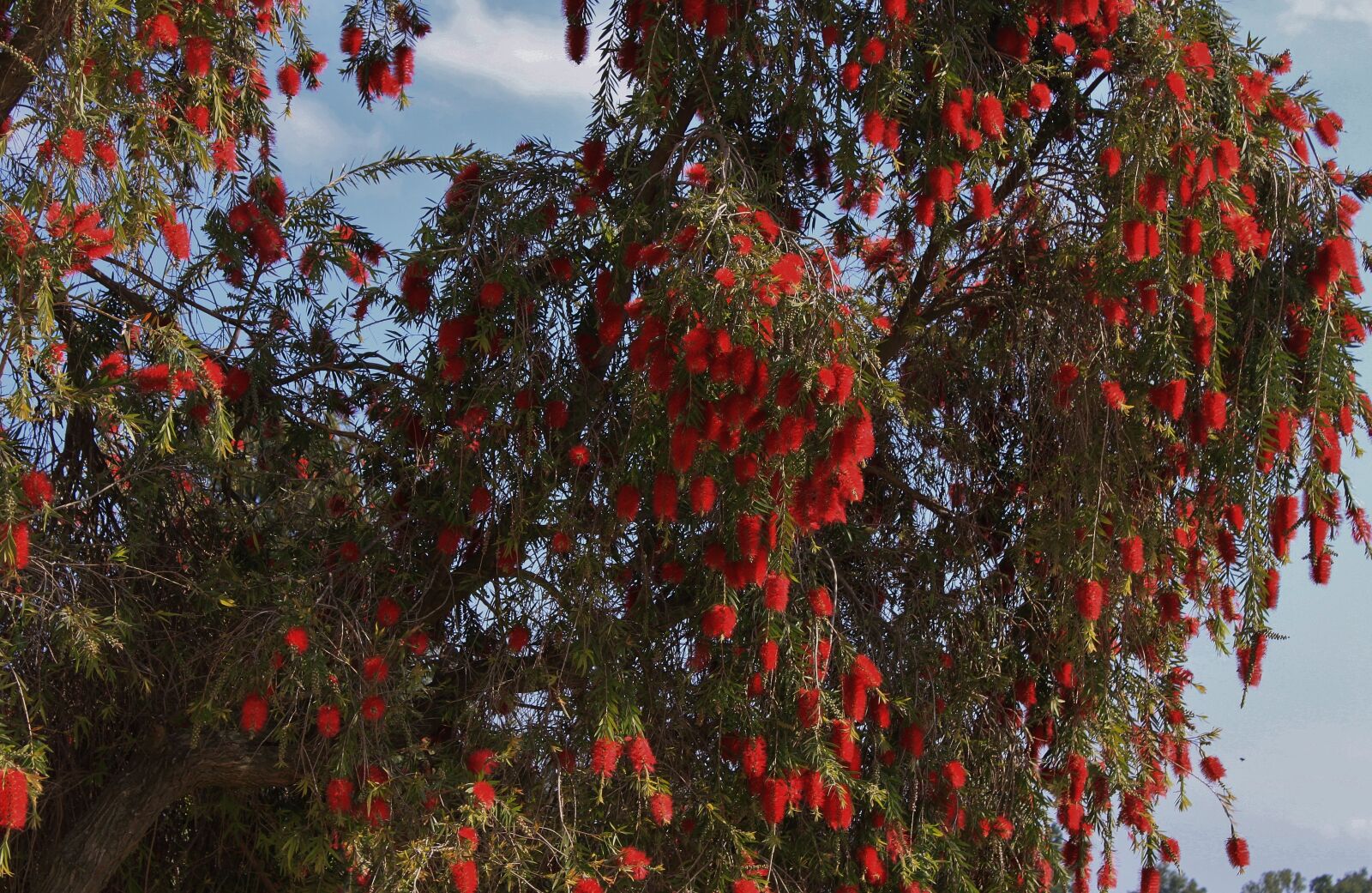 Canon EOS 500D (EOS Rebel T1i / EOS Kiss X3) sample photo. Tree, red, flora photography