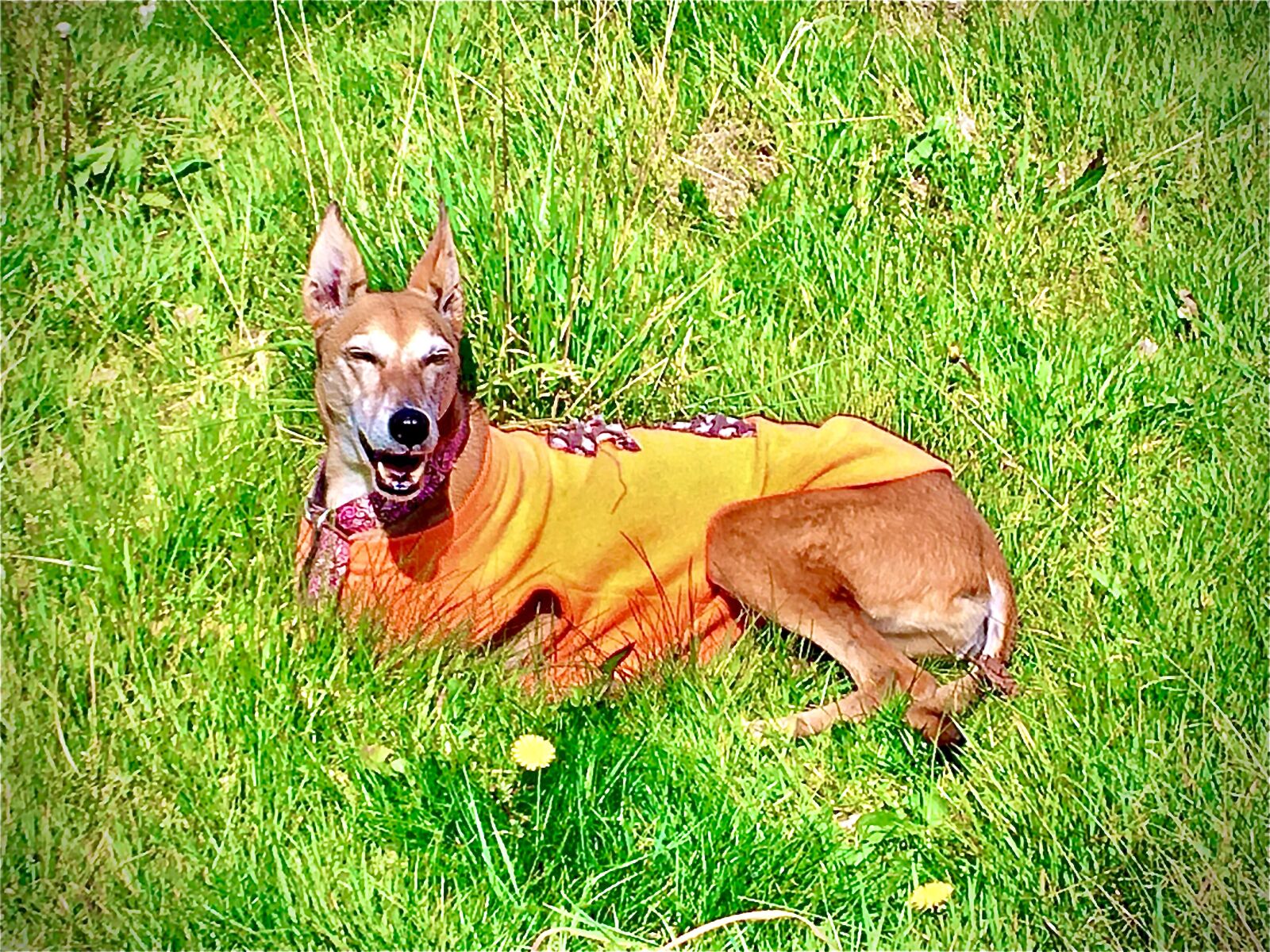 Apple iPhone SE sample photo. Lurcher, dog, field photography