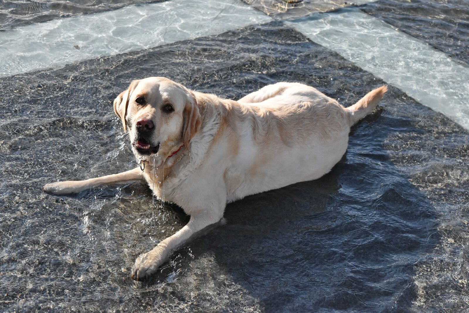 Nikon D5500 sample photo. Fountain, pedigree, portrait, purebred photography