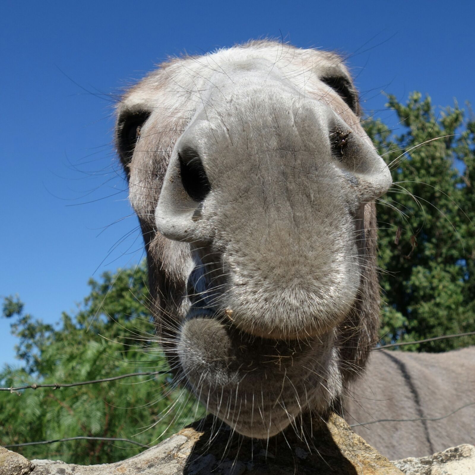 Sony Cyber-shot DSC-RX100 II sample photo. Donkey, snout, nose photography