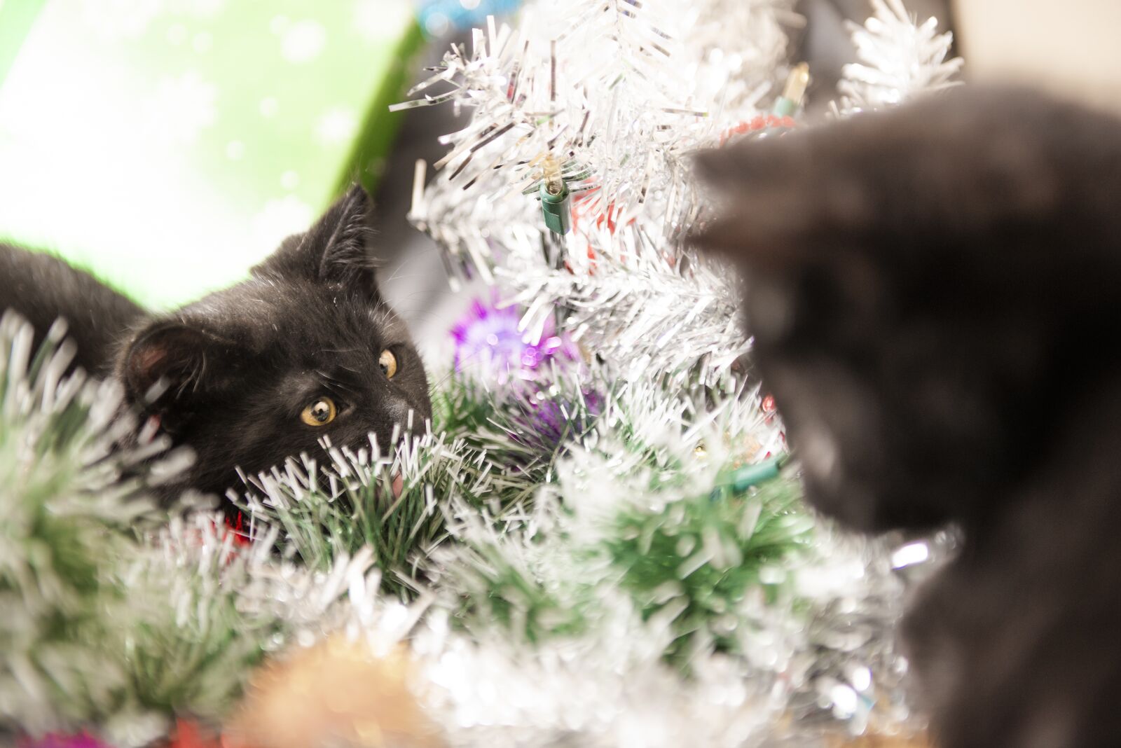 Nikon D600 sample photo. Cats, christmas, wreath photography