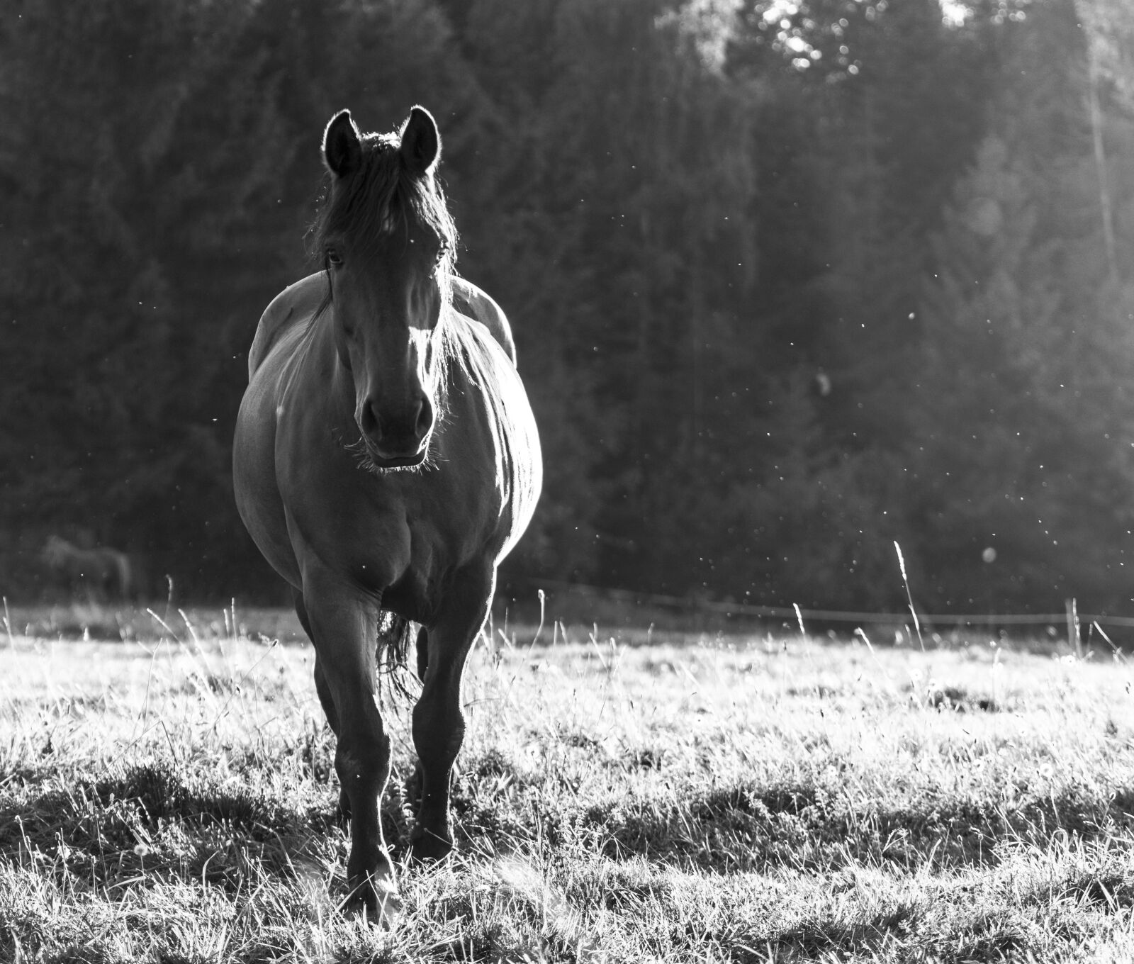 Canon EOS 800D (EOS Rebel T7i / EOS Kiss X9i) sample photo. Horse, animal, wild photography