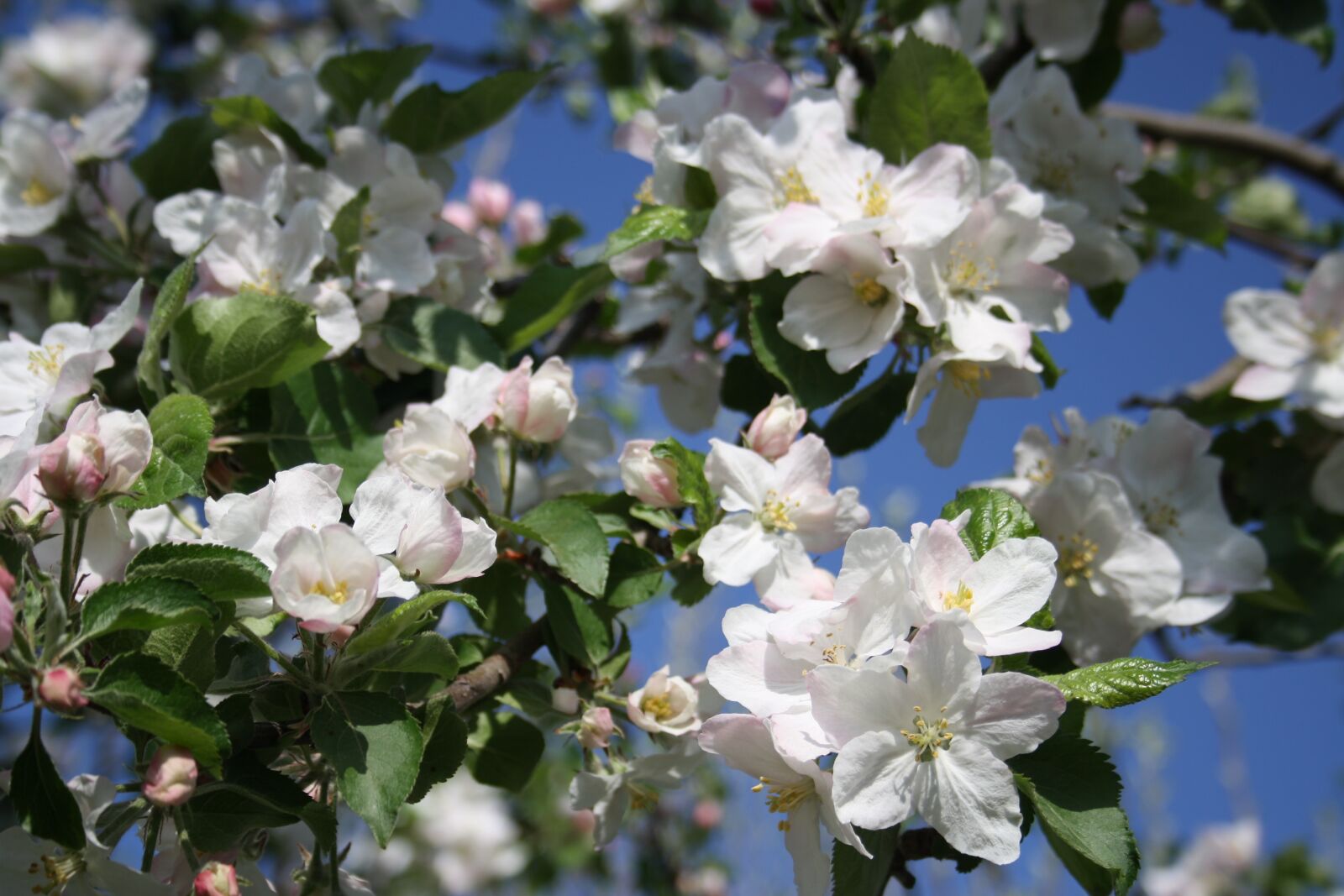 Canon EOS 1000D (EOS Digital Rebel XS / EOS Kiss F) sample photo. Flower, tree, cherry blossom photography