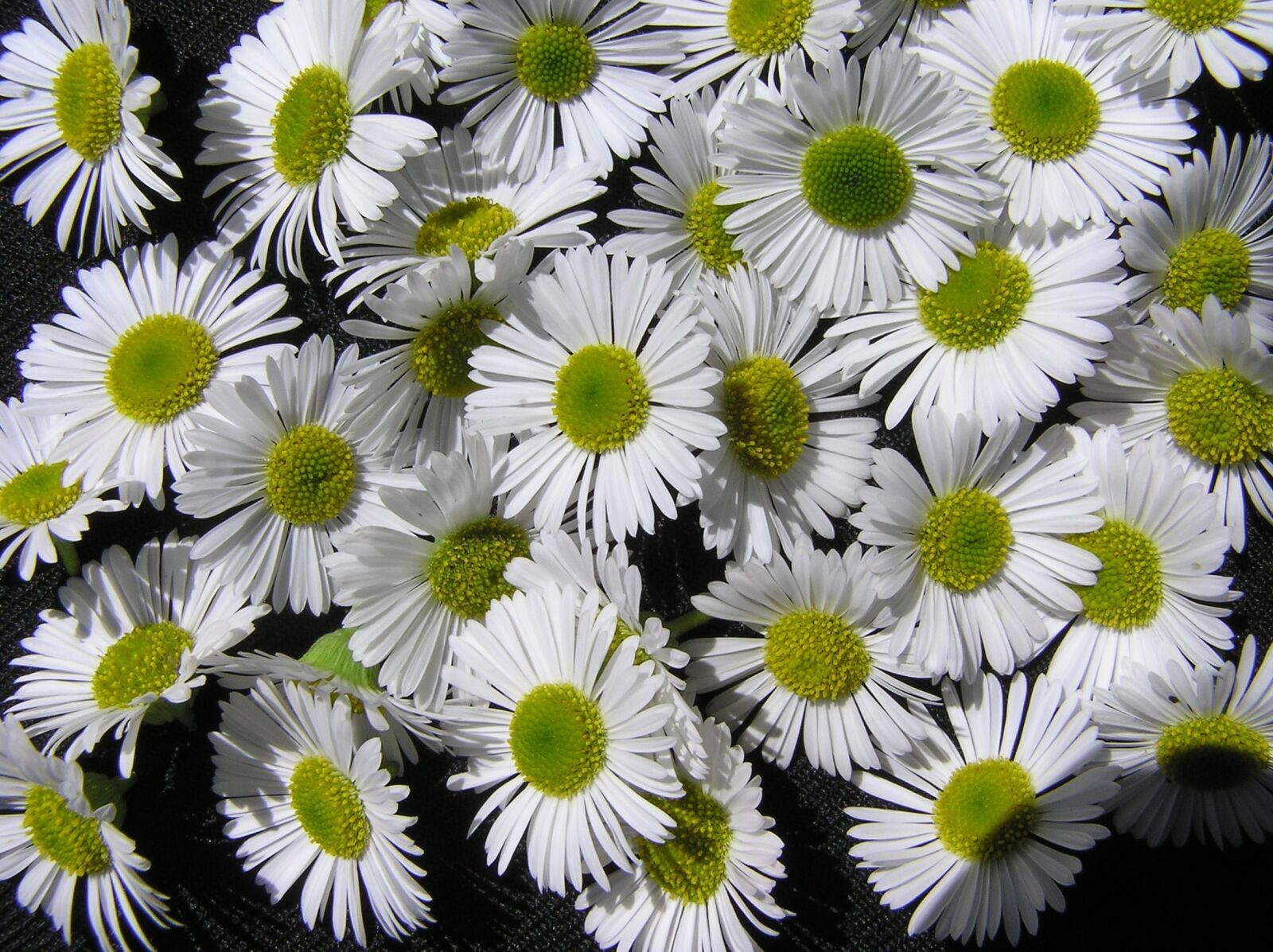 Olympus C750UZ sample photo. Daisies, white, flowers photography