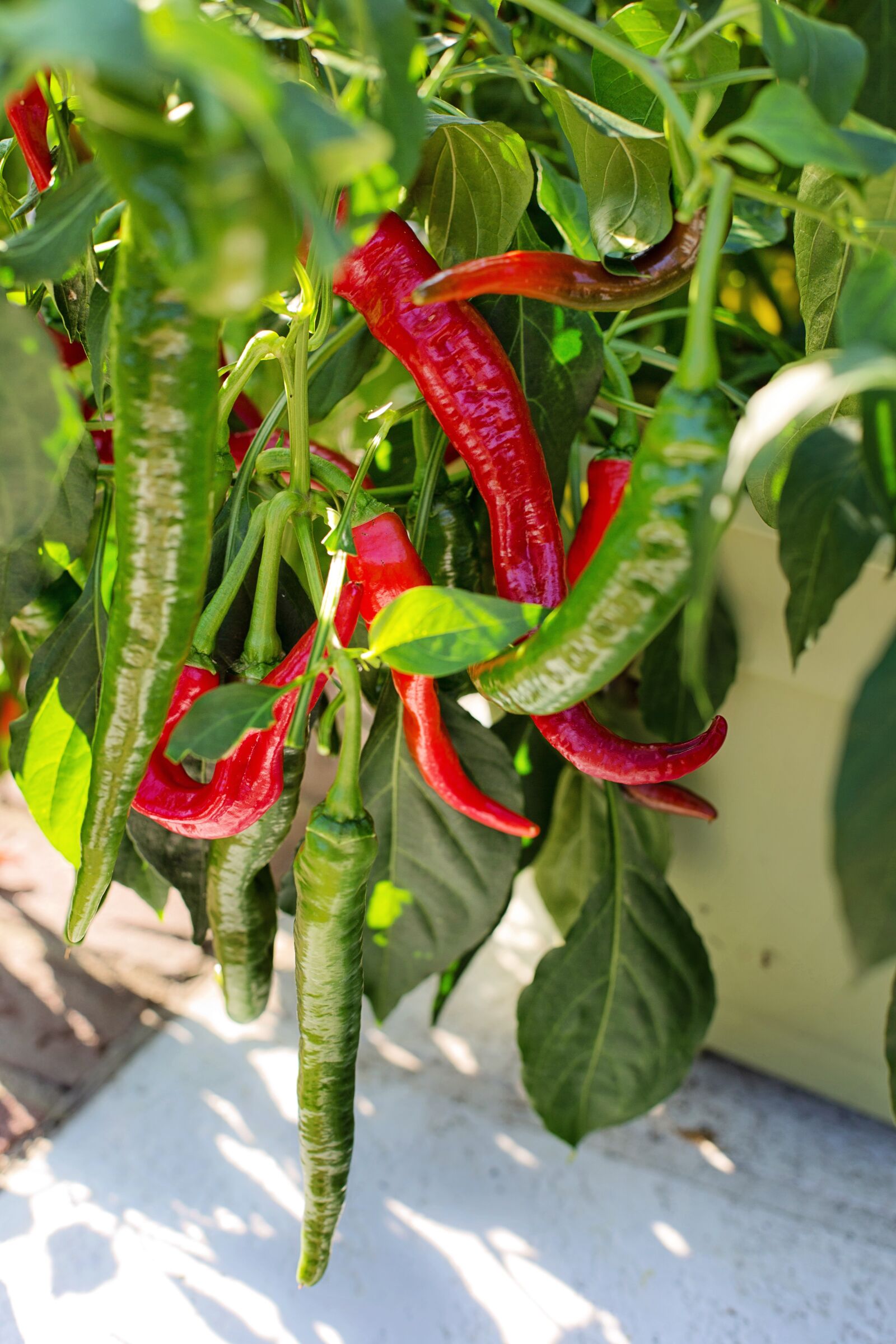 Canon EF 50mm F1.4 USM sample photo. Hot peppers, growing, red photography