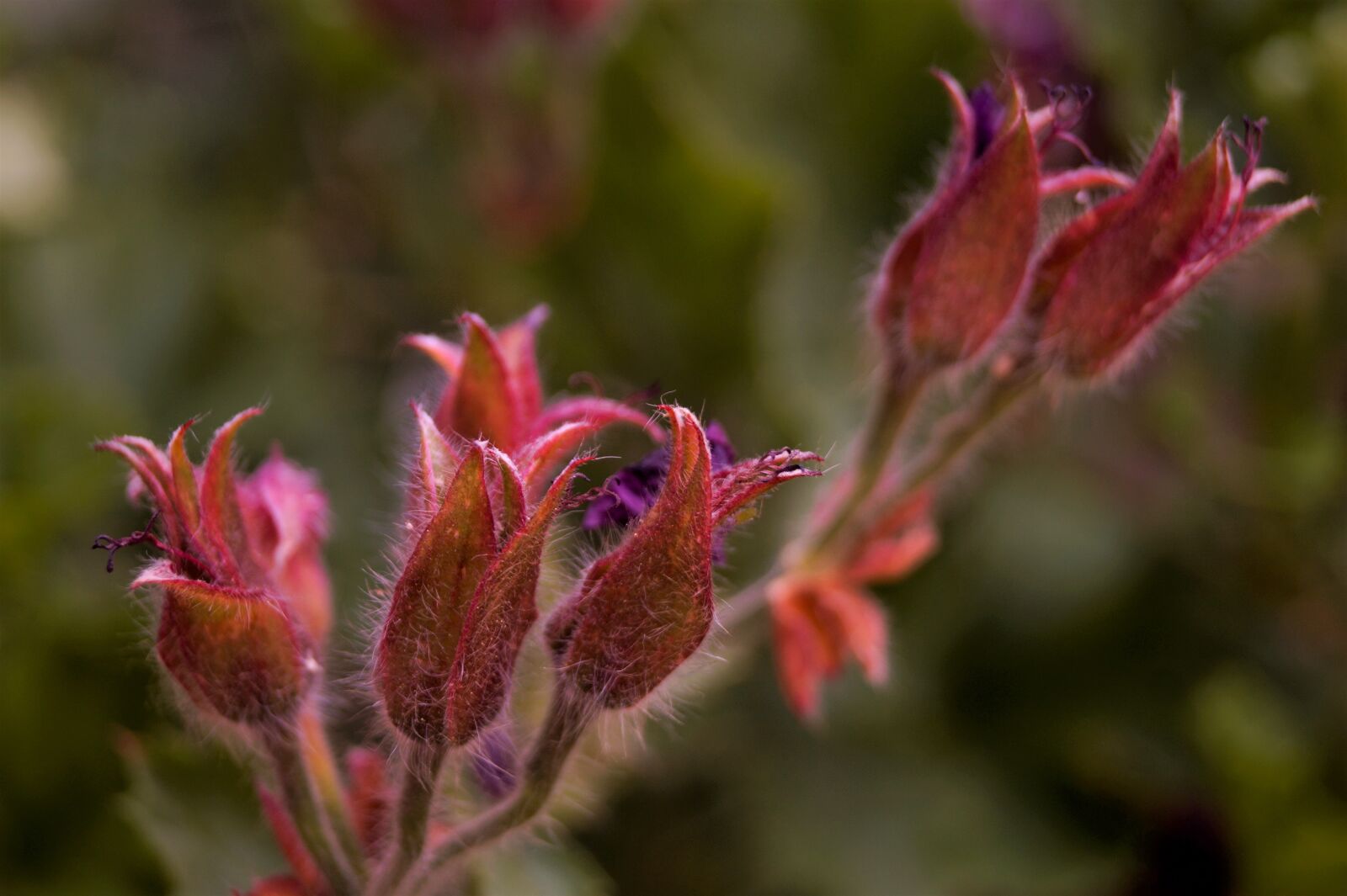 Sony DT 18-55mm F3.5-5.6 SAM II sample photo. Buttons, nature, spring photography