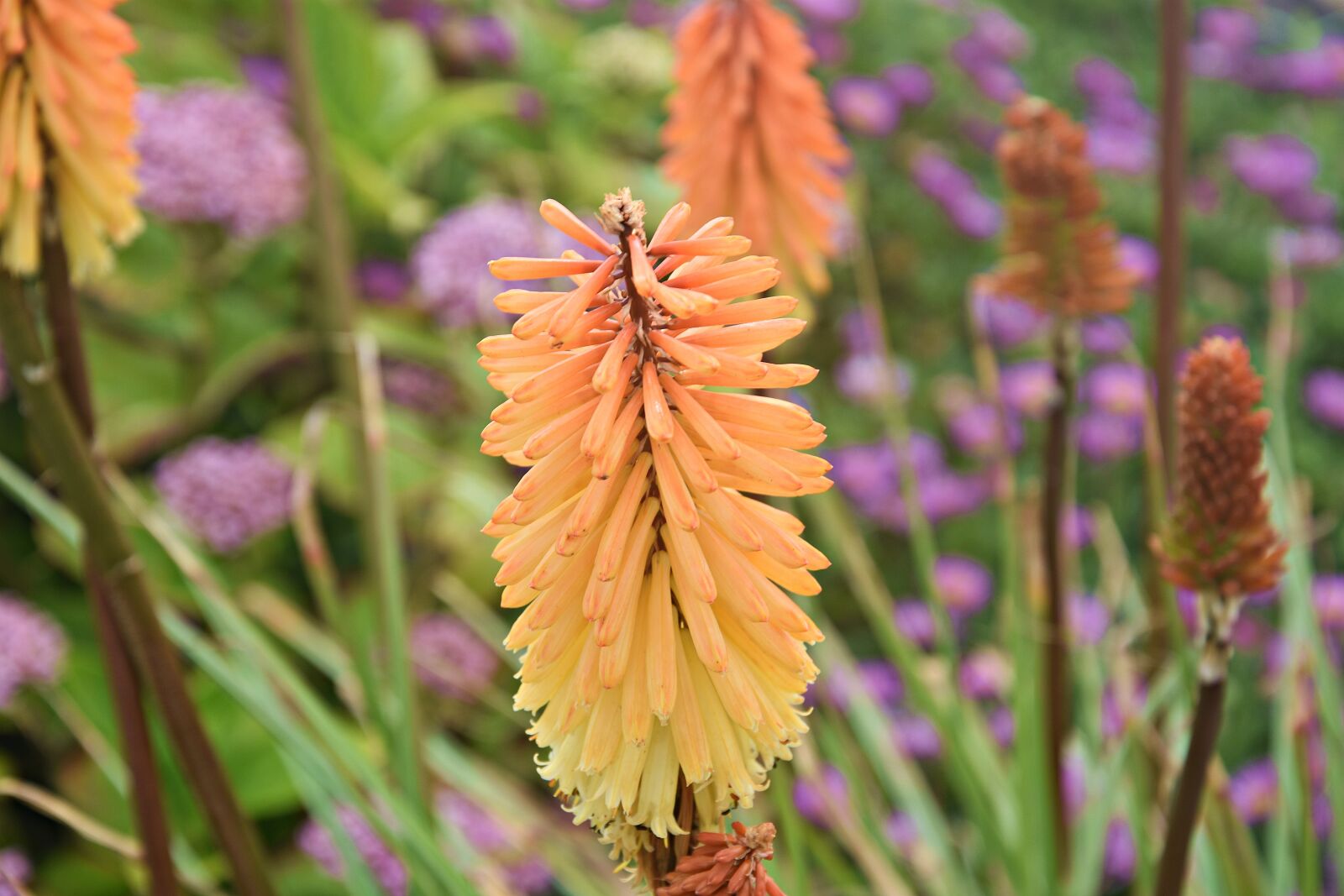 Nikon D3400 sample photo. Nature, flower, plant photography