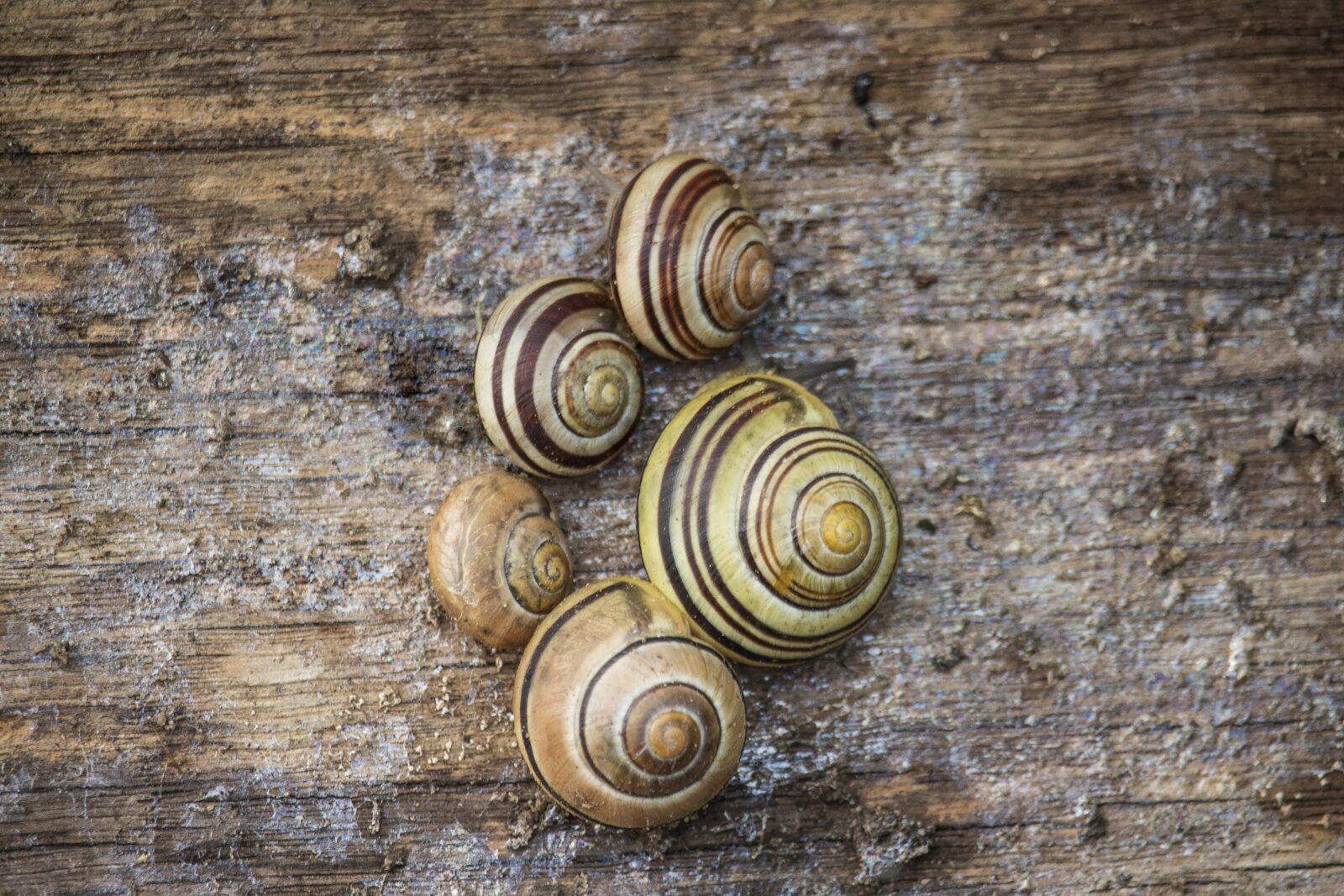 Canon EF-S 55-250mm F4-5.6 IS STM sample photo. Spring, summer, snails photography