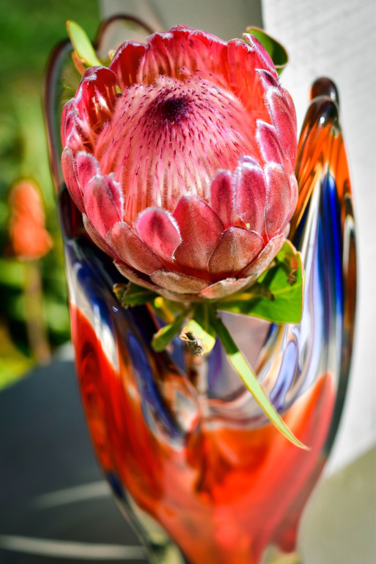Nikon D5500 sample photo. Protea, flower, vase photography