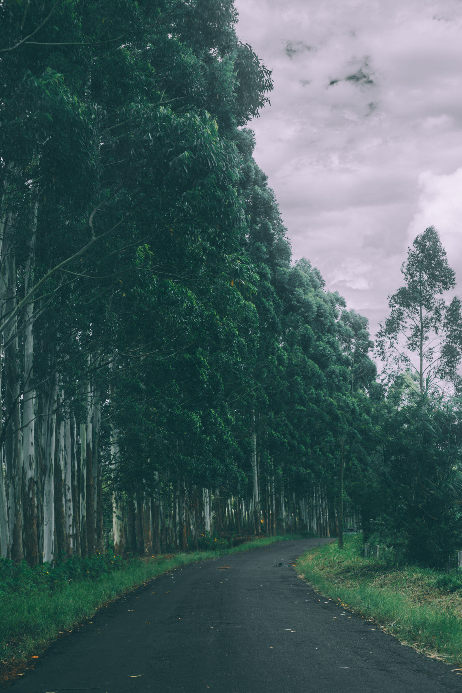 Canon EOS 6D + Canon EF 50mm F1.8 II sample photo. Forest, trees, road, tarmac photography