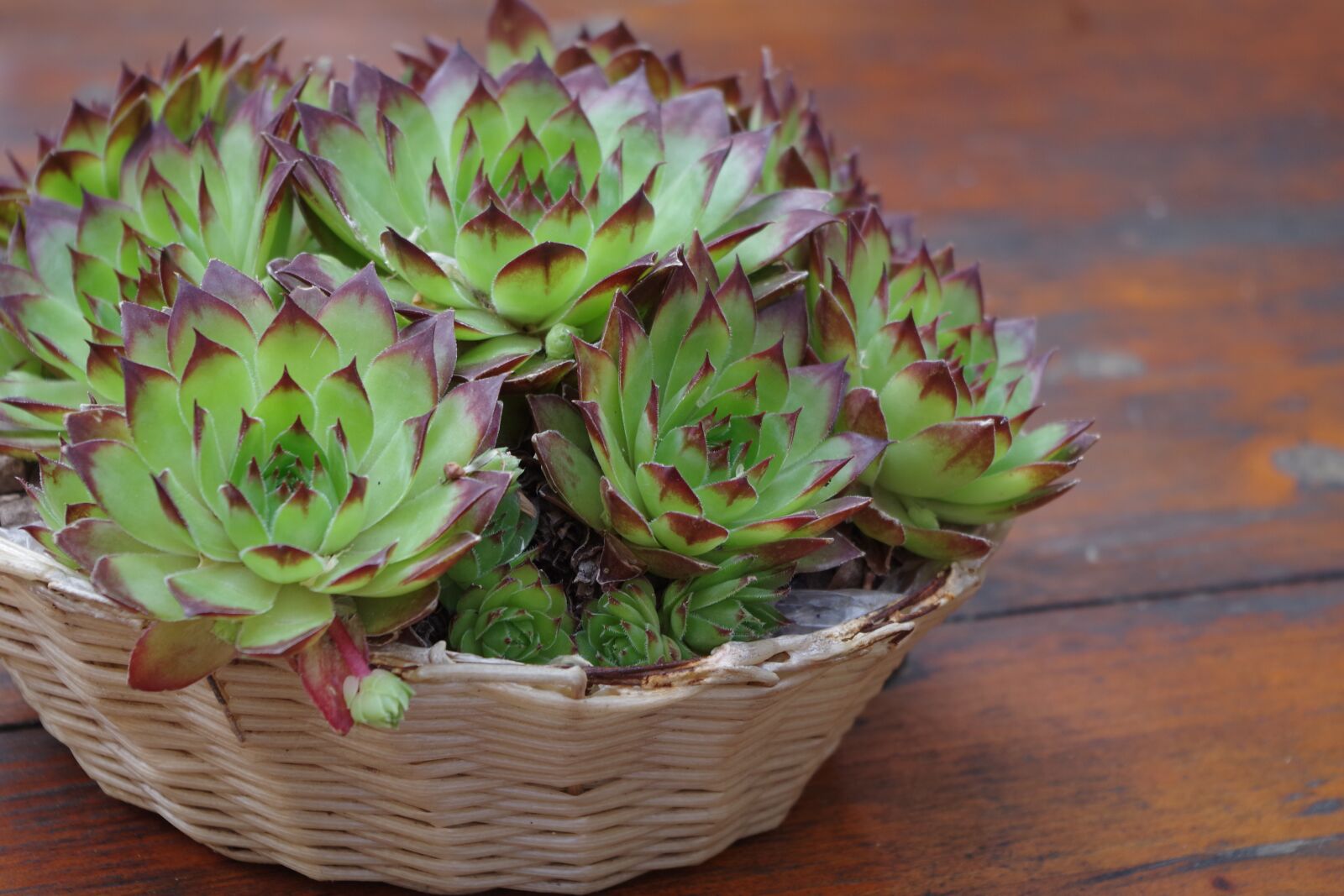 Pentax K-S2 sample photo. Cacti, nature, vase photography
