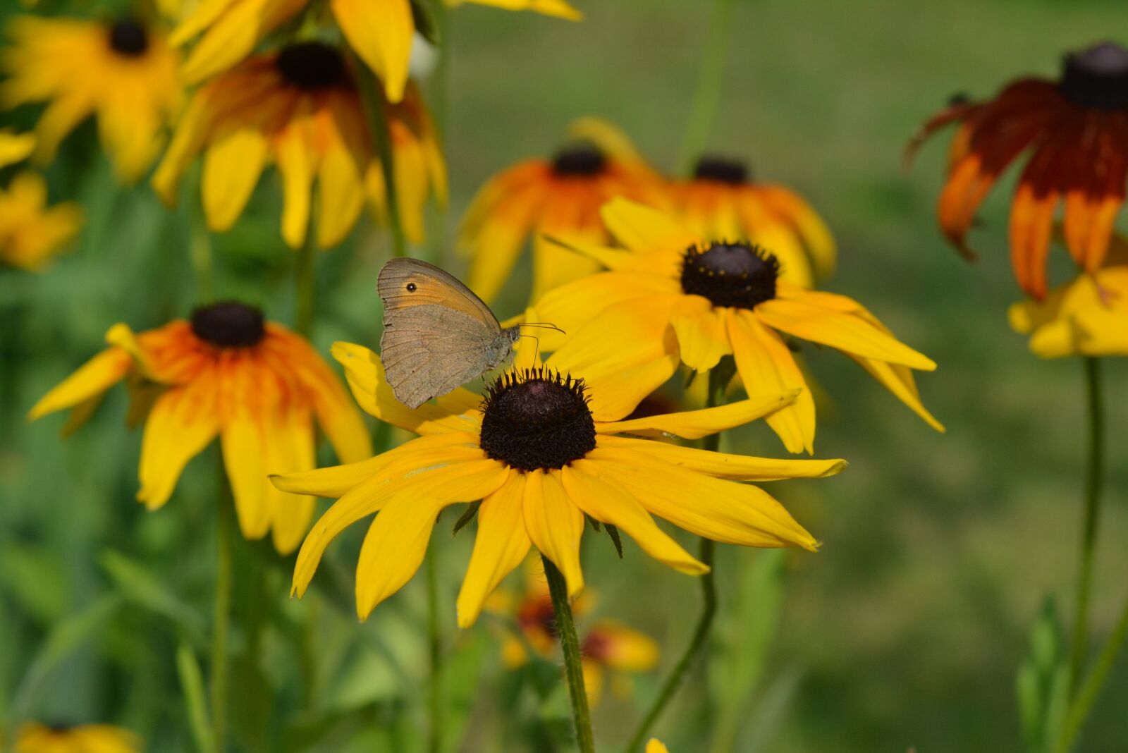 Nikon D5200 sample photo. Butterfly, rudbekia, rudbekie photography