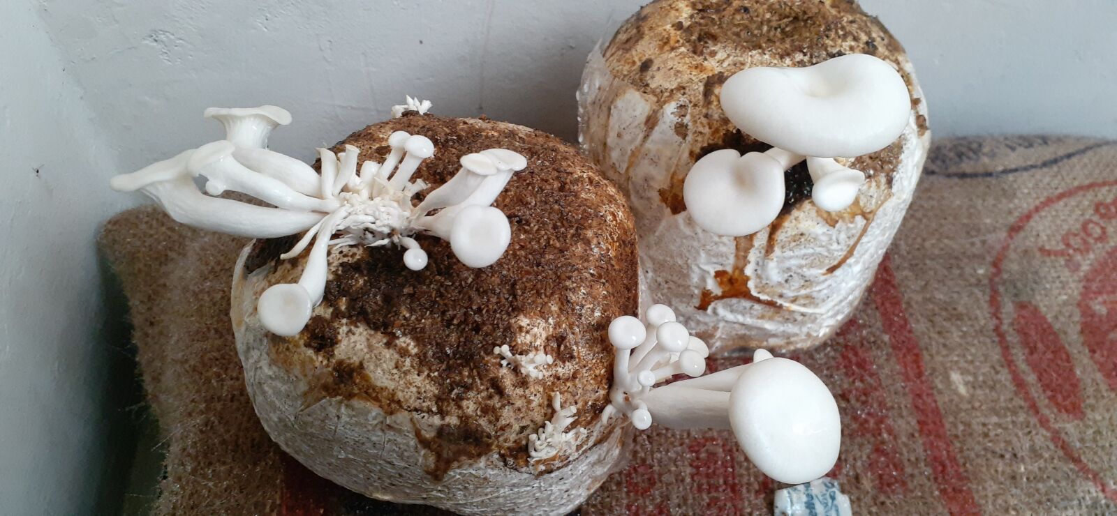 Samsung Galaxy A20 sample photo. Mushroom, cultivation, fresh photography