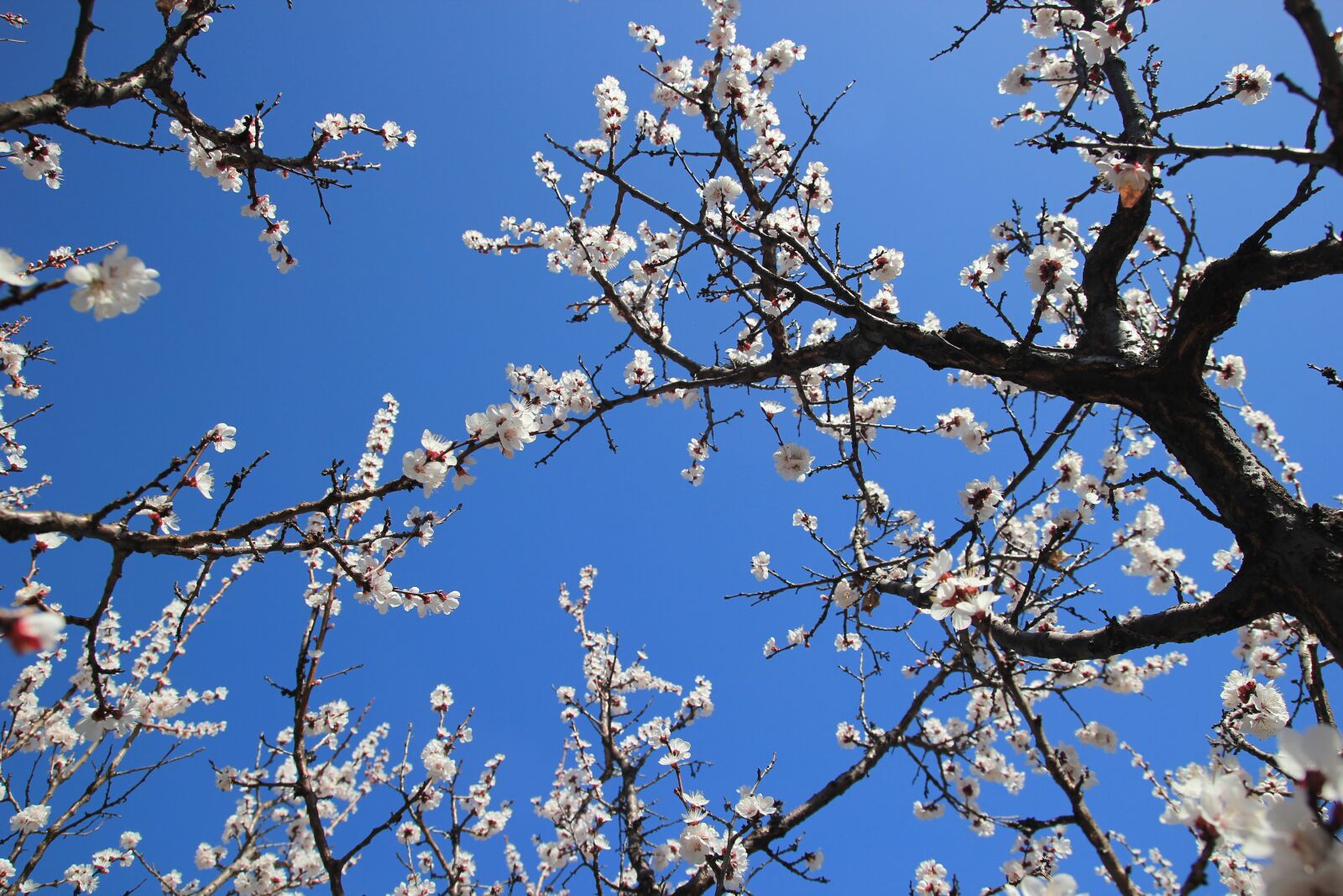 Canon EOS 550D (EOS Rebel T2i / EOS Kiss X4) sample photo. Apricot, tree, spring photography