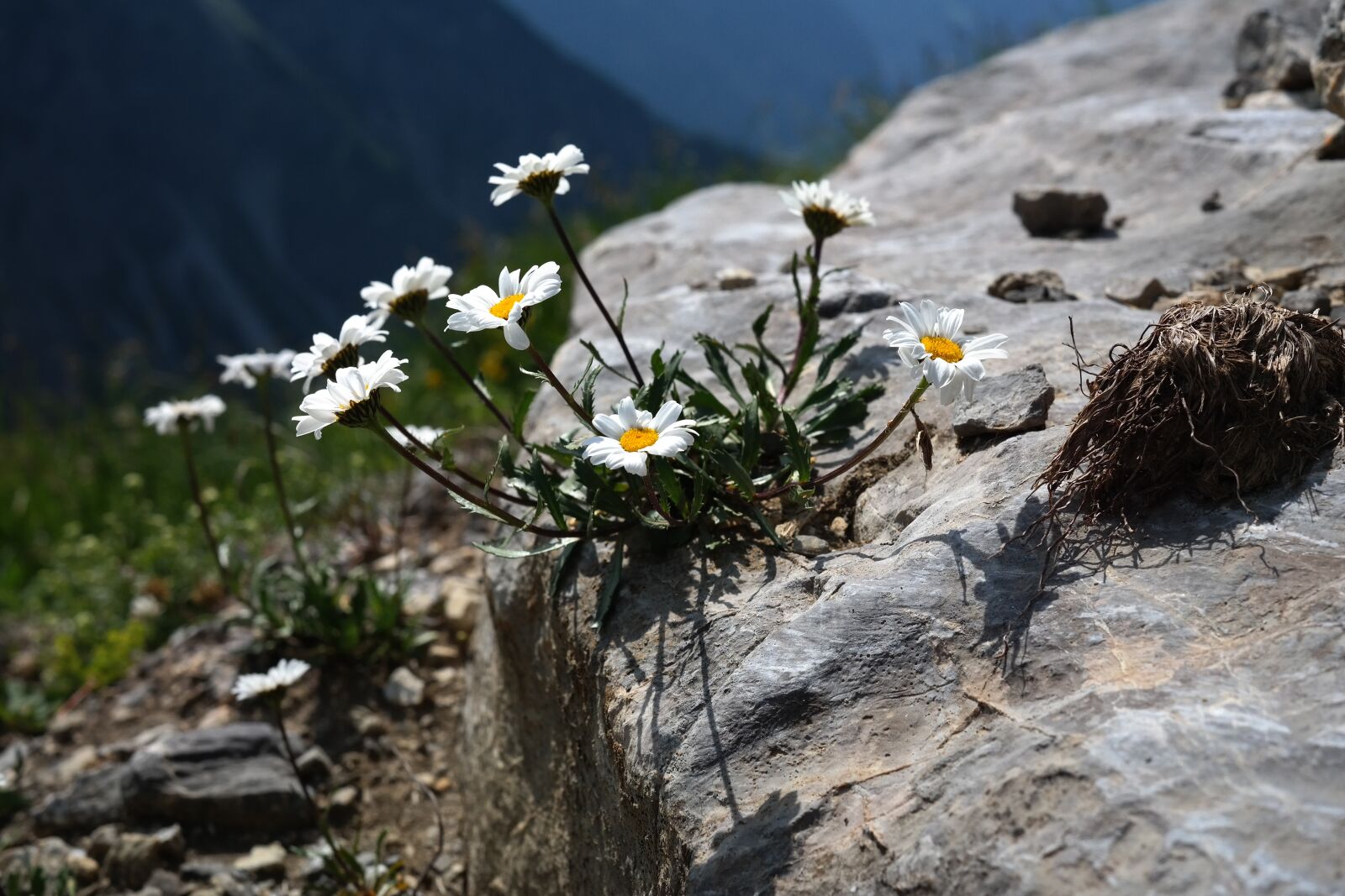 Samsung NX300 sample photo. Alpenmargerite, flower, flowers photography