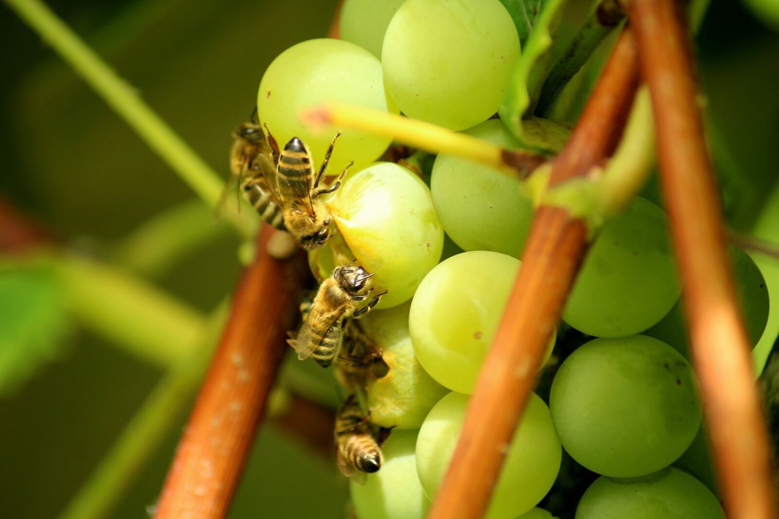 Canon EOS 1200D (EOS Rebel T5 / EOS Kiss X70 / EOS Hi) sample photo. Grapes, fruit, bees photography