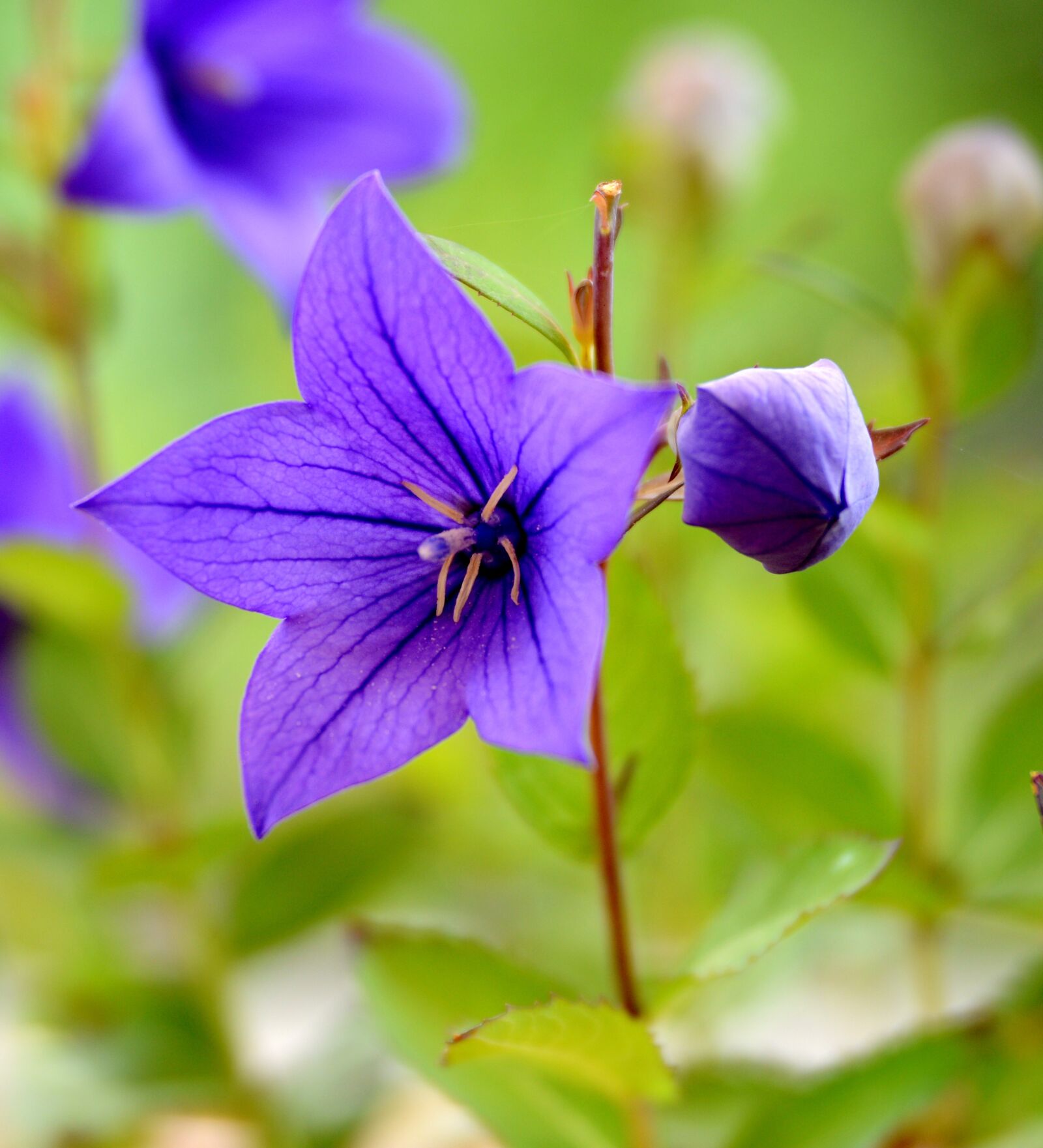 Nikon D600 sample photo. Campanula, flower, nature photography