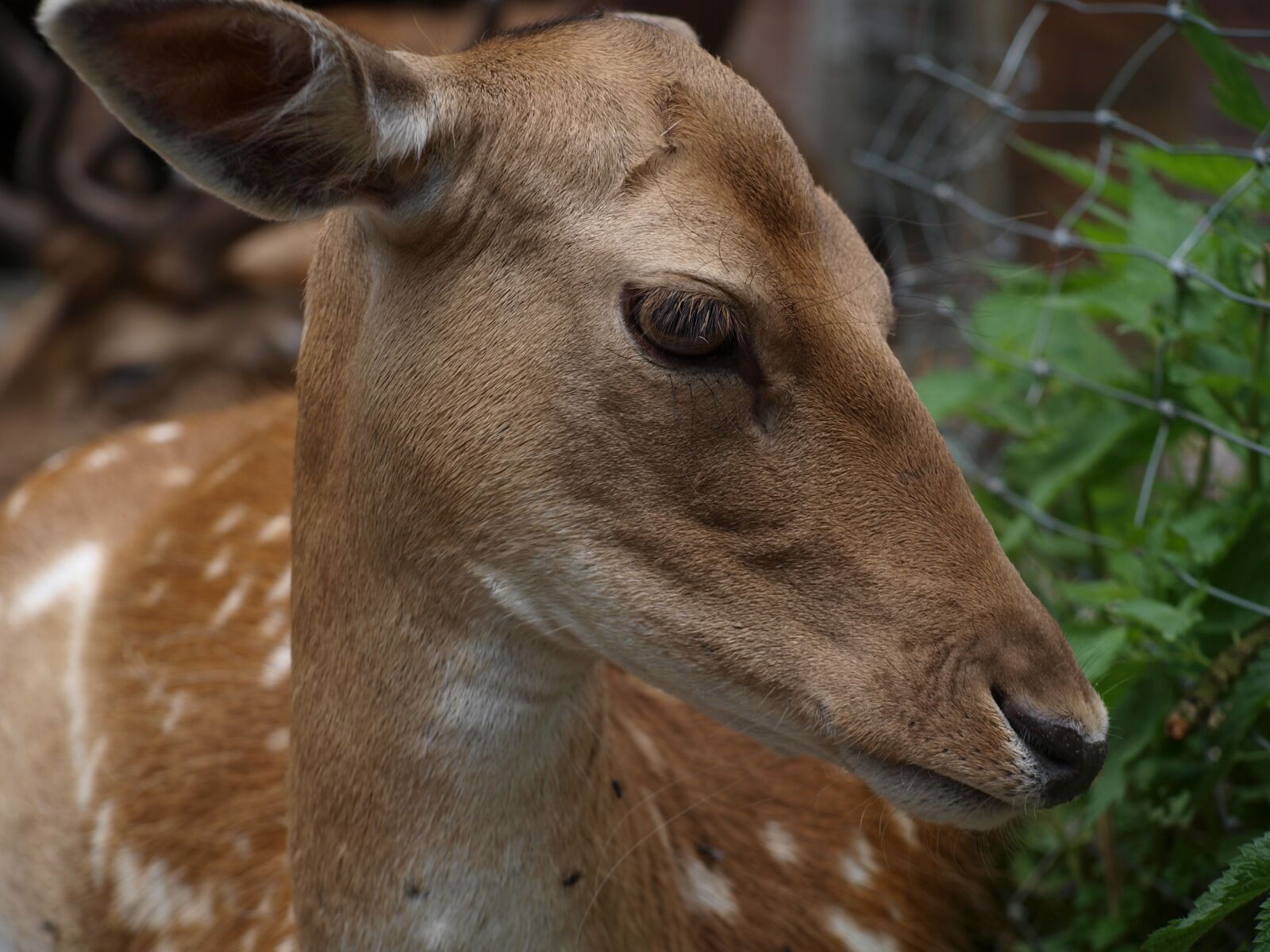 Olympus E-420 (EVOLT E-420) sample photo. Roe deer, spotted, brown photography