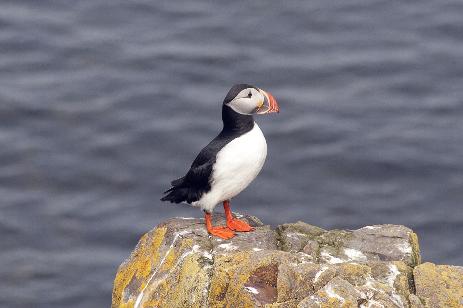 Canon EOS 350D (EOS Digital Rebel XT / EOS Kiss Digital N) sample photo. Puffin, bird, cliff photography